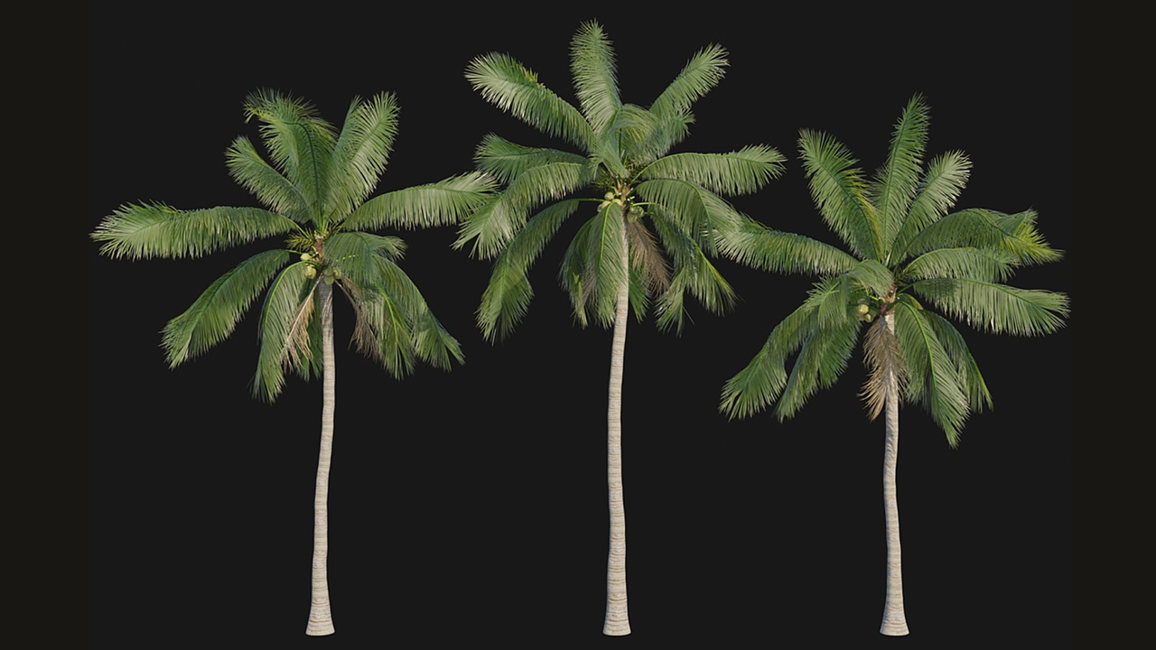 Media 1 for listing Cocos nucifera_01