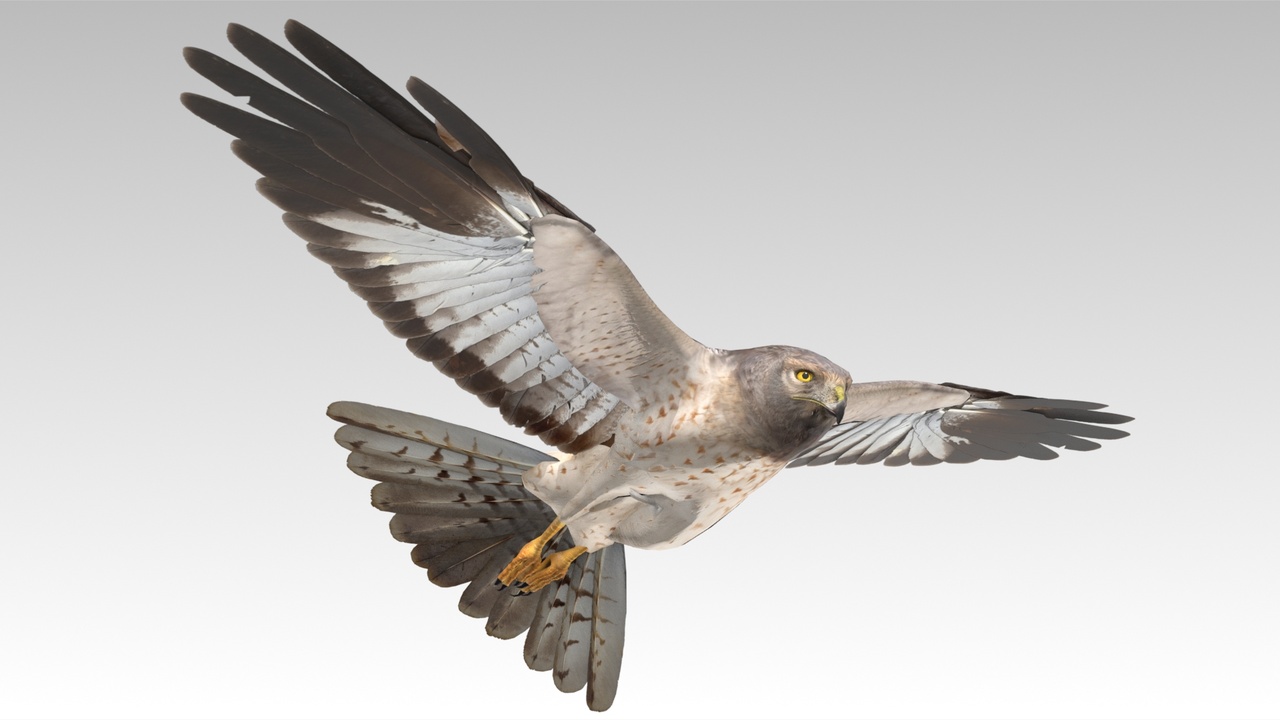 Media 1 for listing Hen Harrier