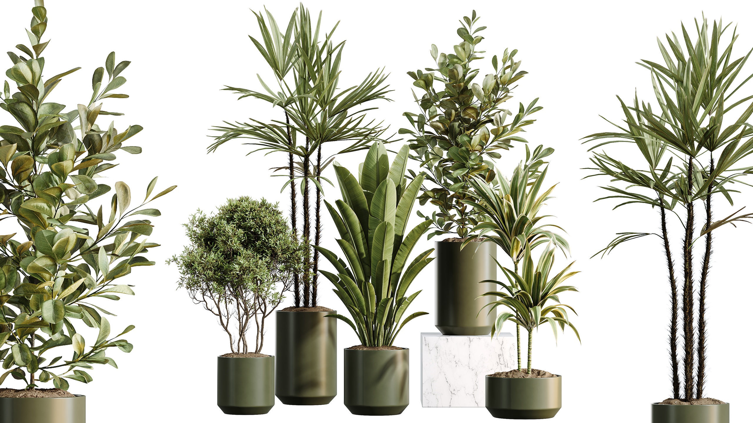 Media 1 for listing AV Indoor Plants Set466 Warneckii Ficus Rhapis Palm Banana Olive