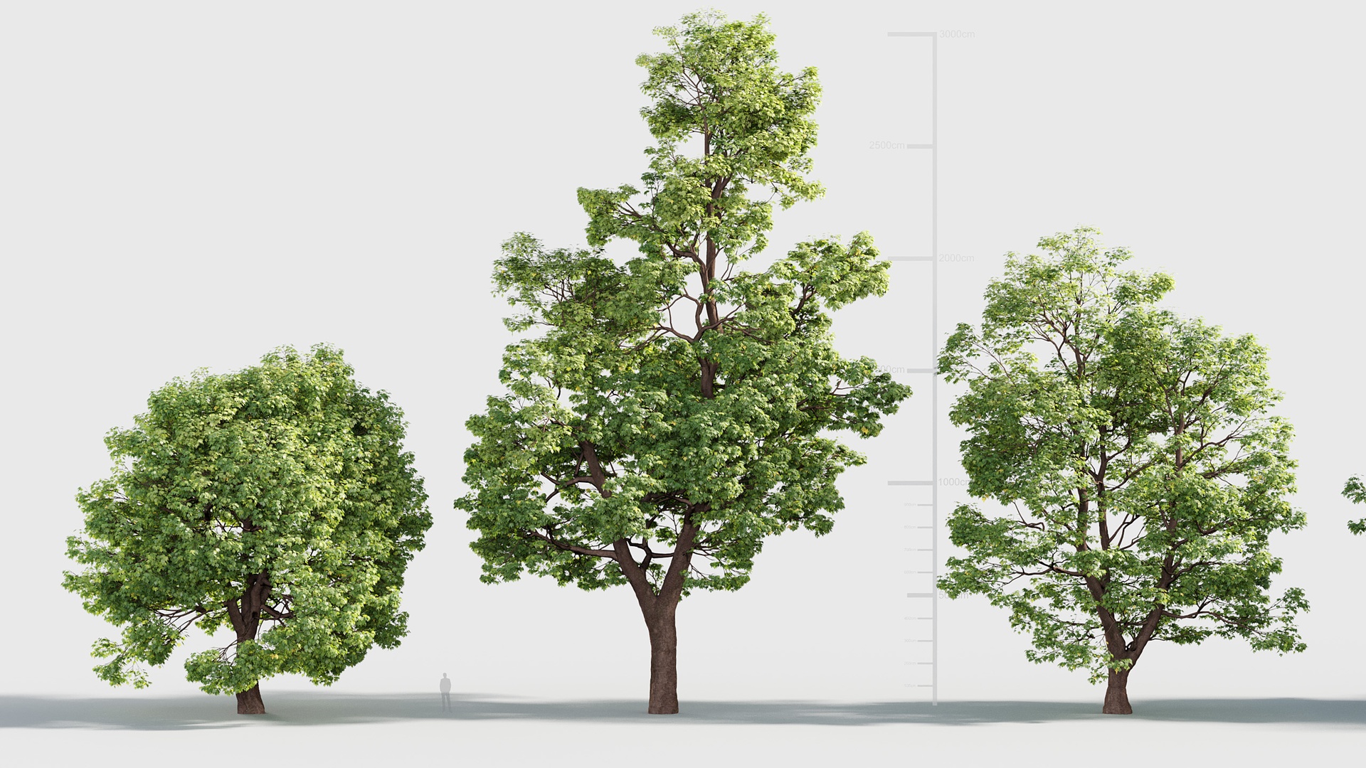 Large tree collection V3 제품 등록을 위한 미디어 1개