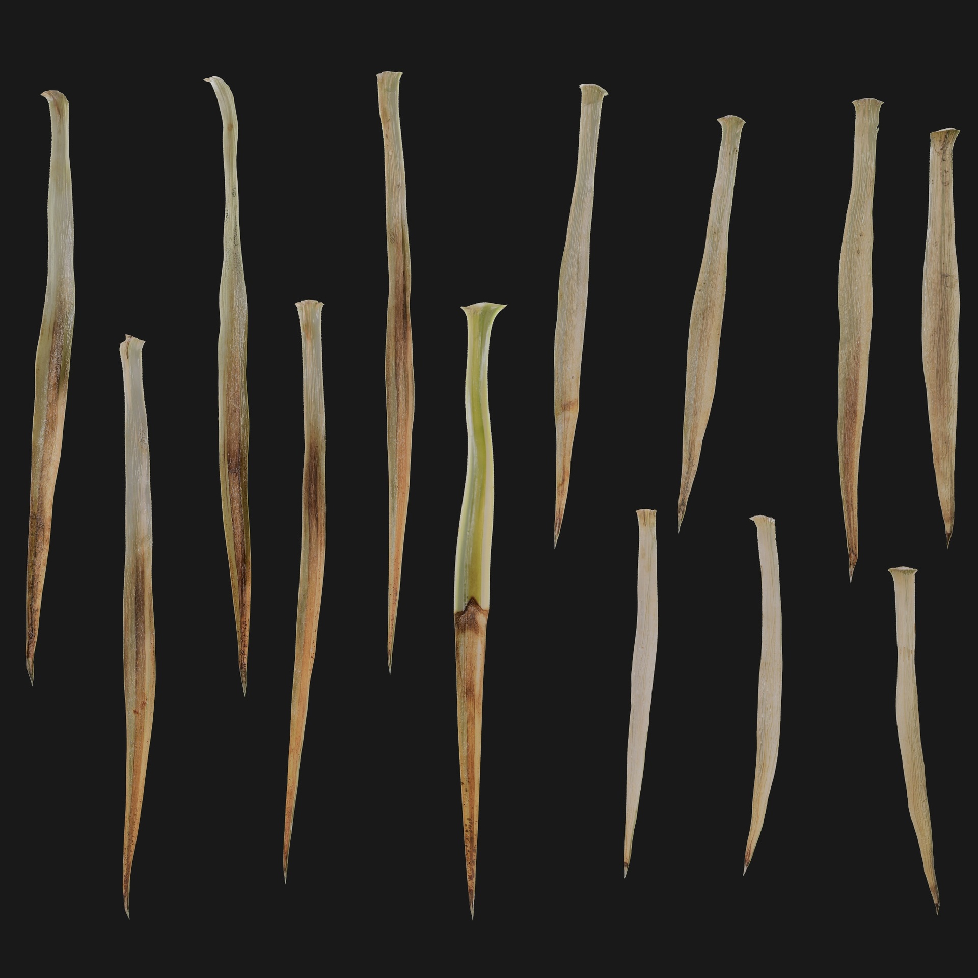 Media 1 for listing Agave 01