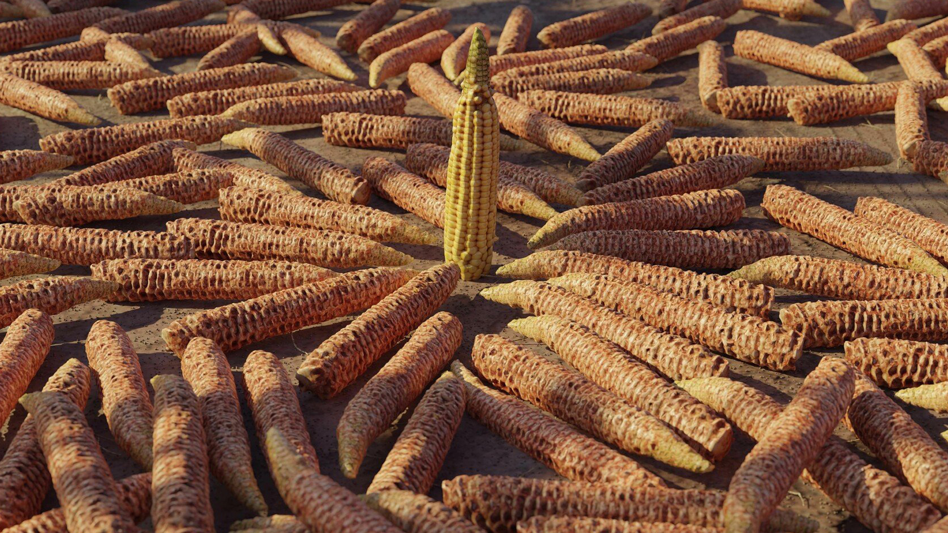 Corn Cob Of 3 Types In Different Stages - Photorealistic | Fab