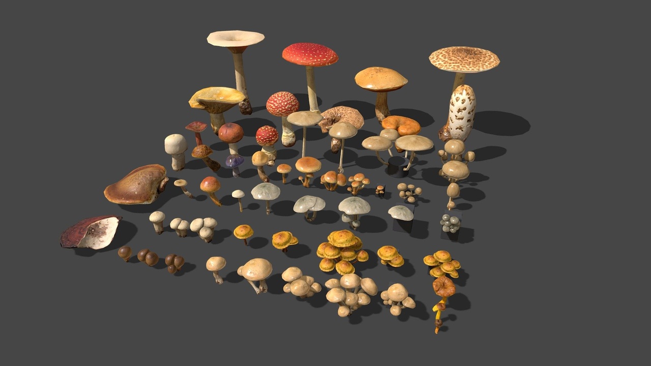 Media 1 for listing Mushroom Pack