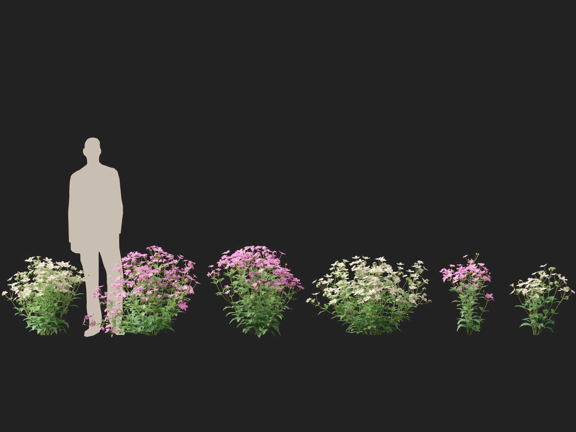 Media 1 for listing (Highpoly+Low Poly) Anemone hupehensis - Thimbleflower