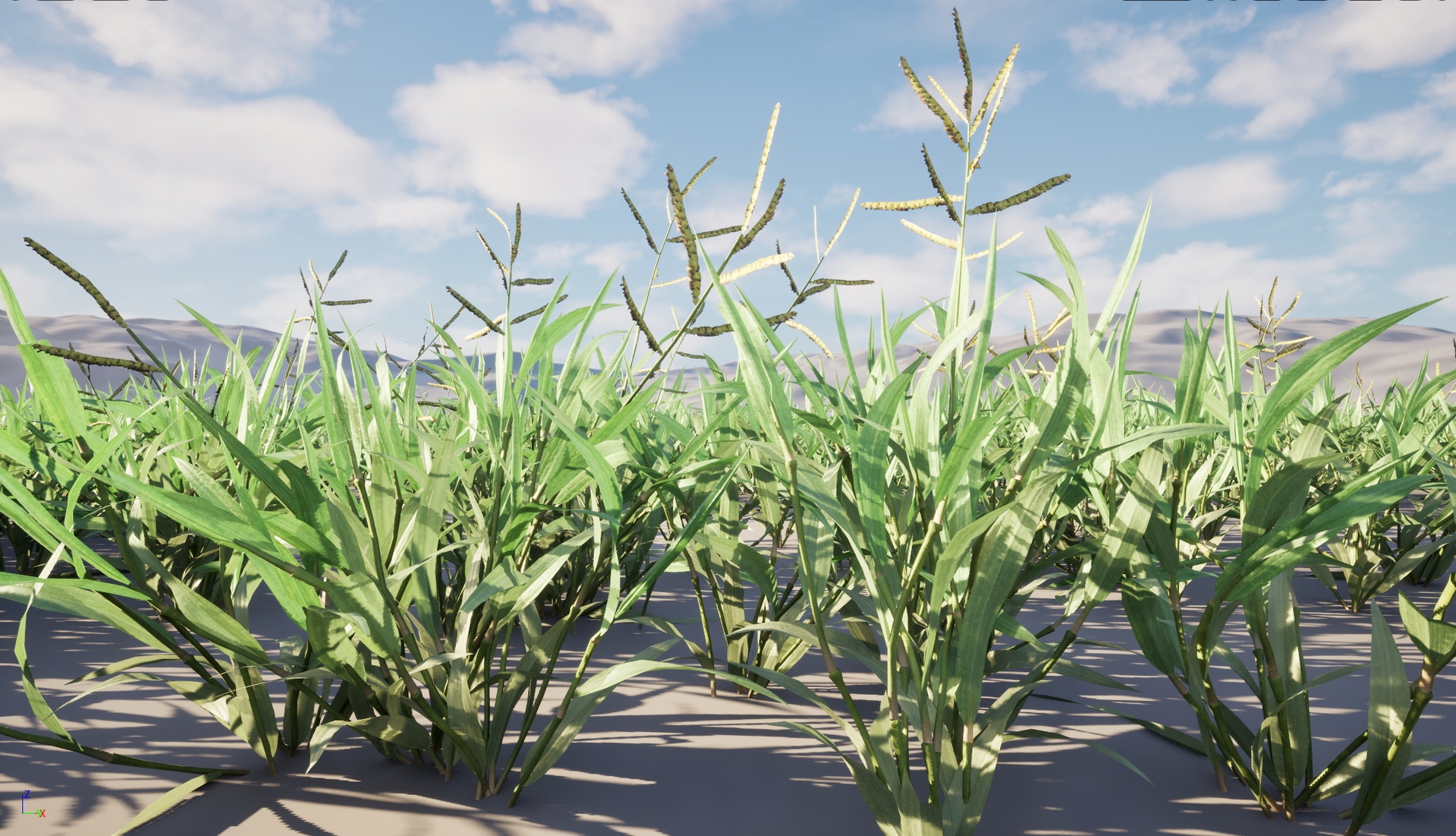 Media 1 for listing Nanite Wind Grass - Paspalum wettsteinii -Broadleaf