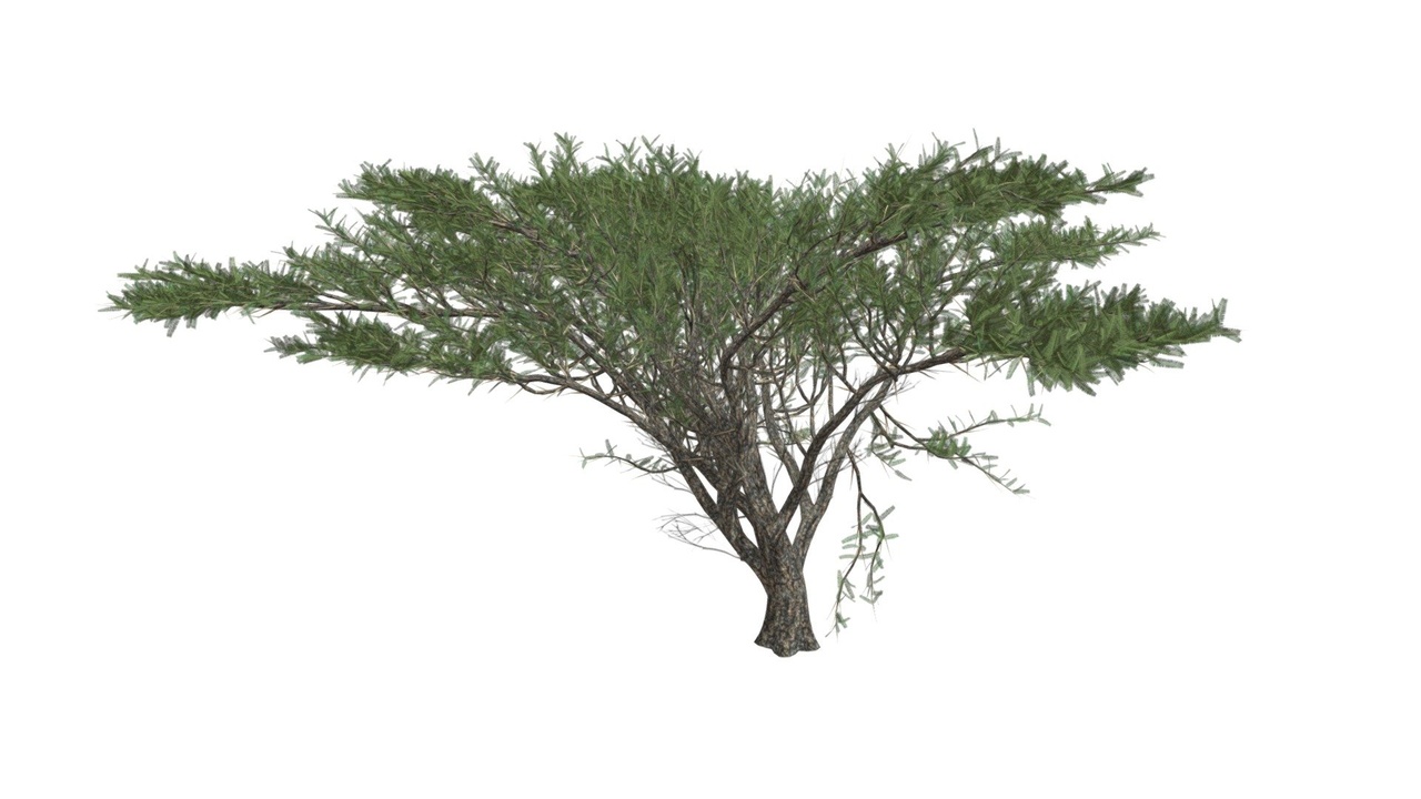 Media 1 for listing Umbrella Thorn Tree #09