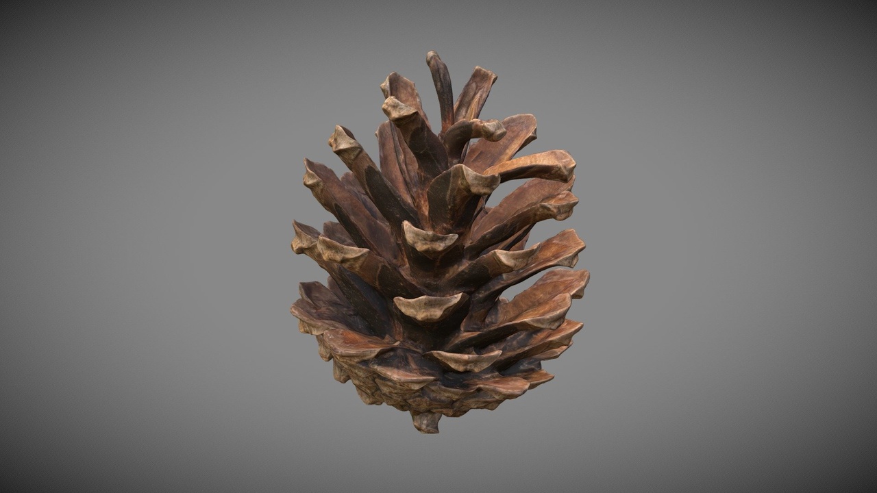 Media 1 for listing Conifer Cone