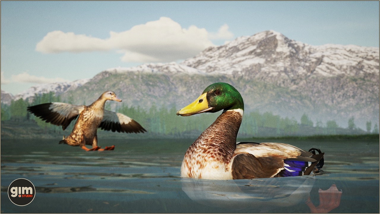 Media 1 for listing Animalia - Mallard