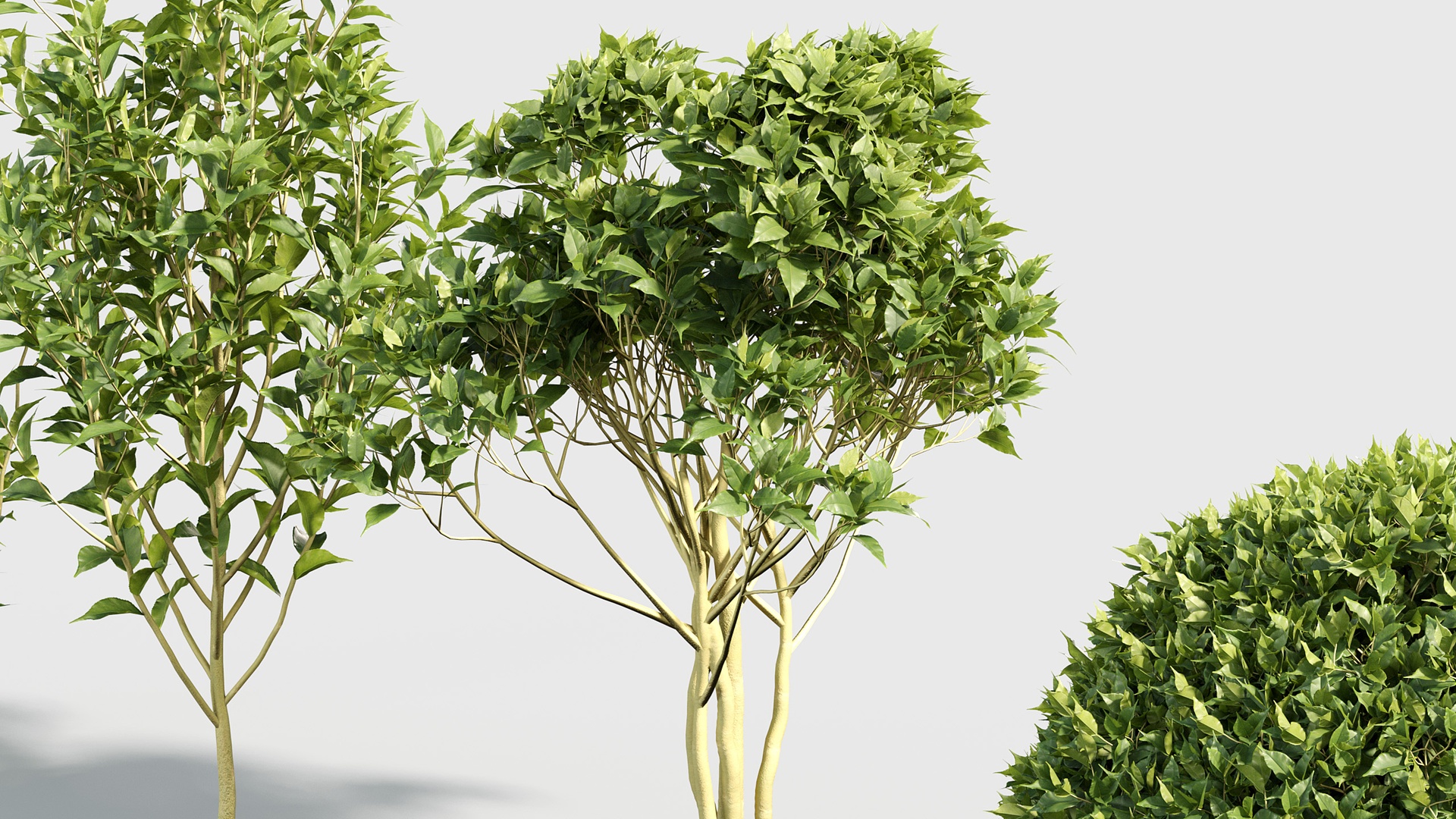 Media 1 for listing Camellia sinensis - Tea plant