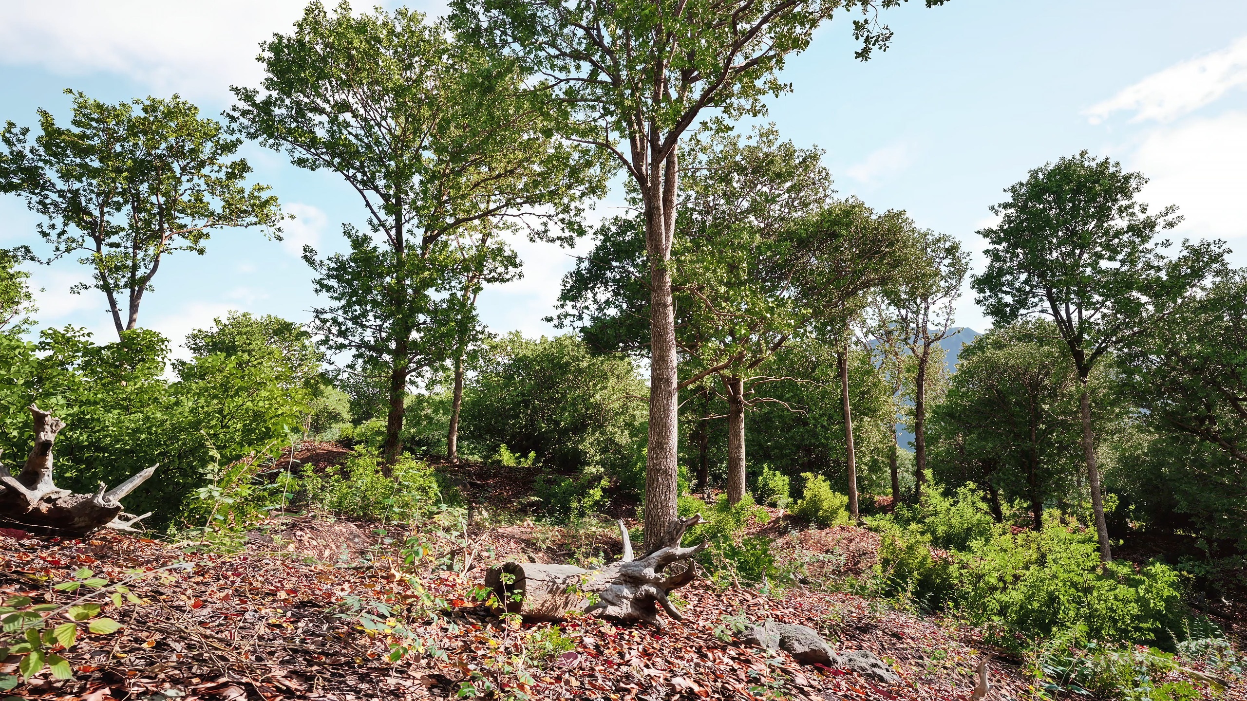 Media 1 for listing PVE Procedural Vegetation: Quercus robur - English Oak Tree Presets