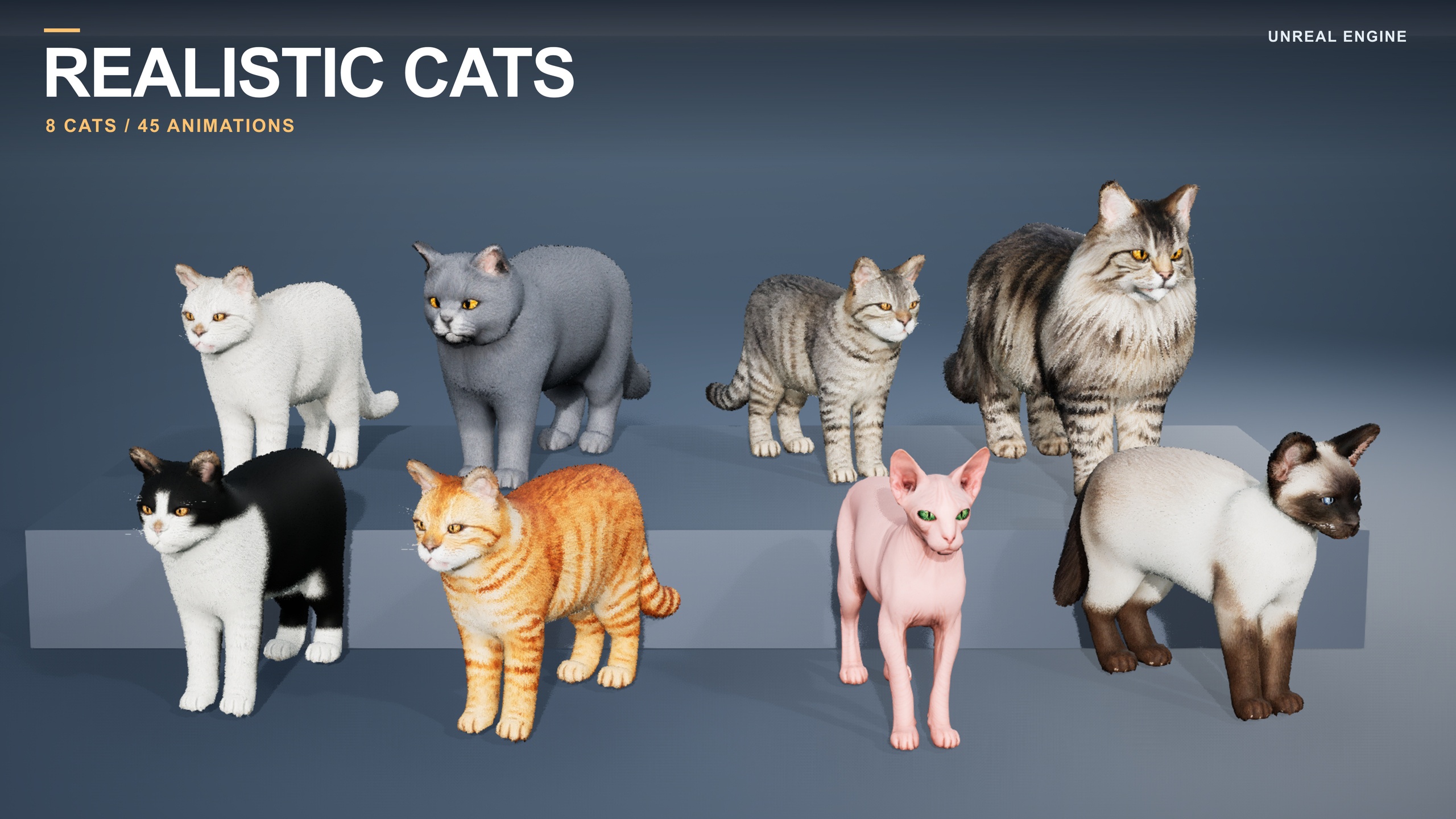 Media 1 for listing Cat Bundle - 8 Animated Cats with Realistic Fur