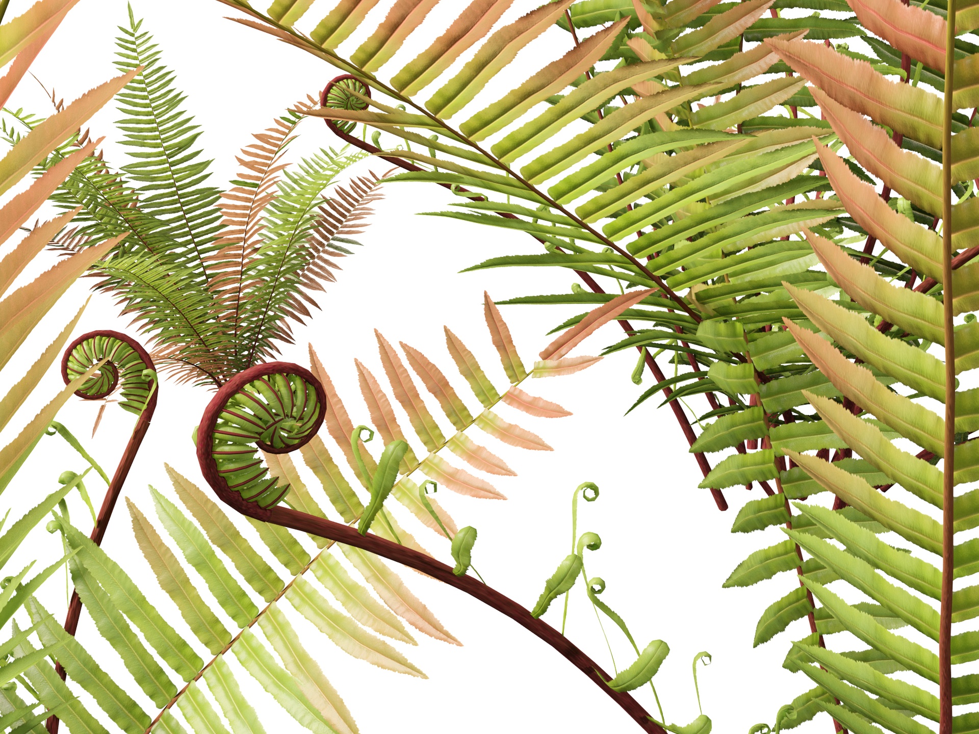 Media 1 for listing (Highpoly+Low Poly) Telmatoblechnum indicum - Swamp water fern