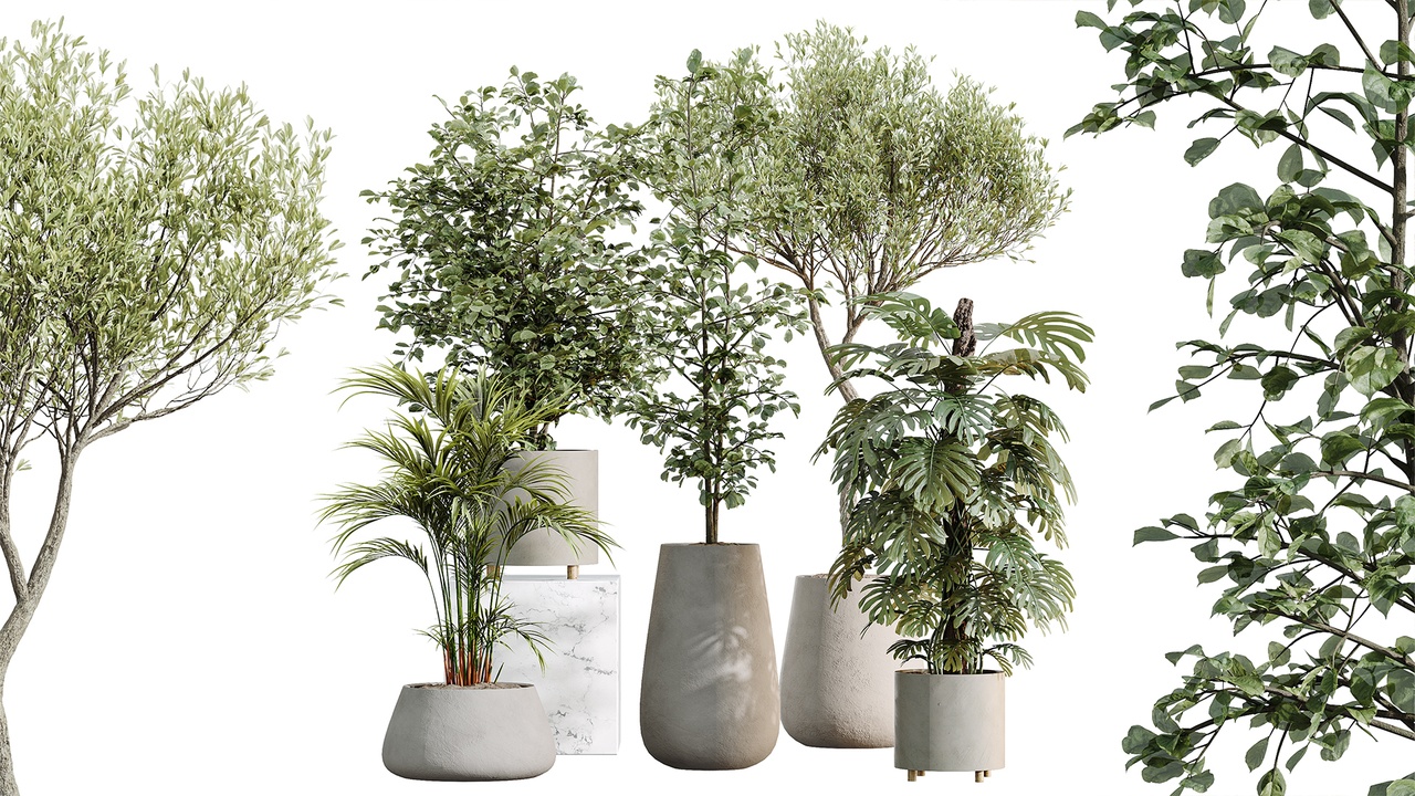 Media 1 for listing AV Indoor Plants Set 522 Alnus Olive Monstera Reed Palm