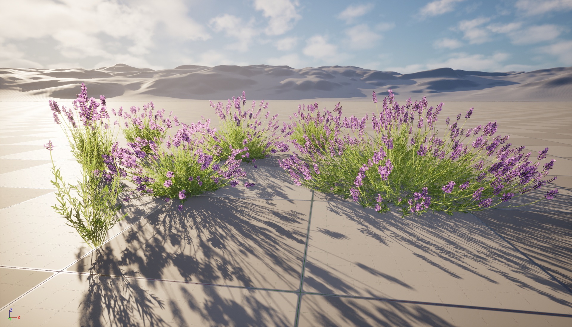 Media 1 for listing Nanite Wind Flower - Lavandula Angustifolia English Lavend