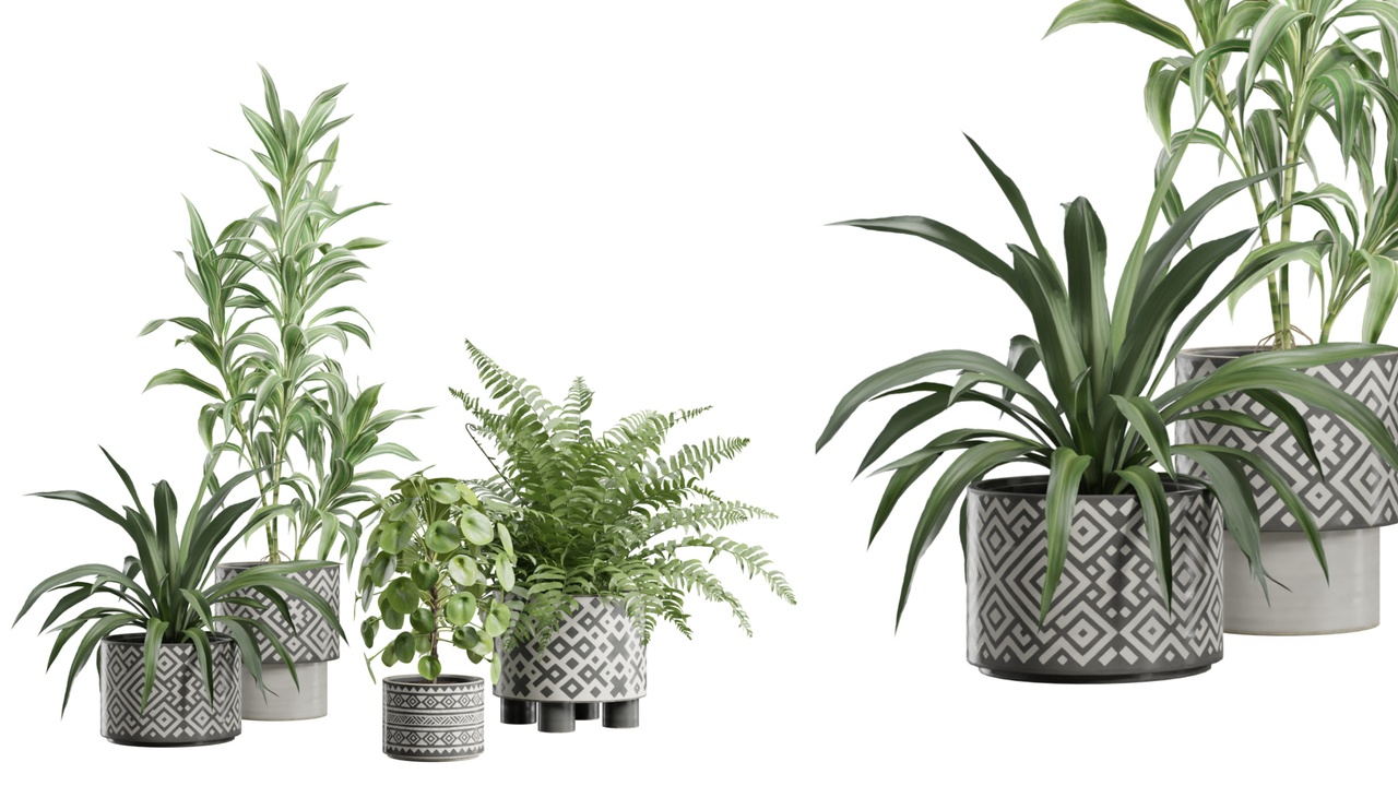 Media 1 for listing Indoor Plants Pack 110