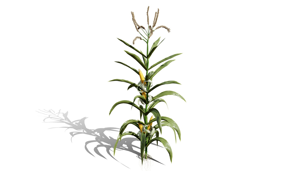 Media 1 for listing North American Corn plants