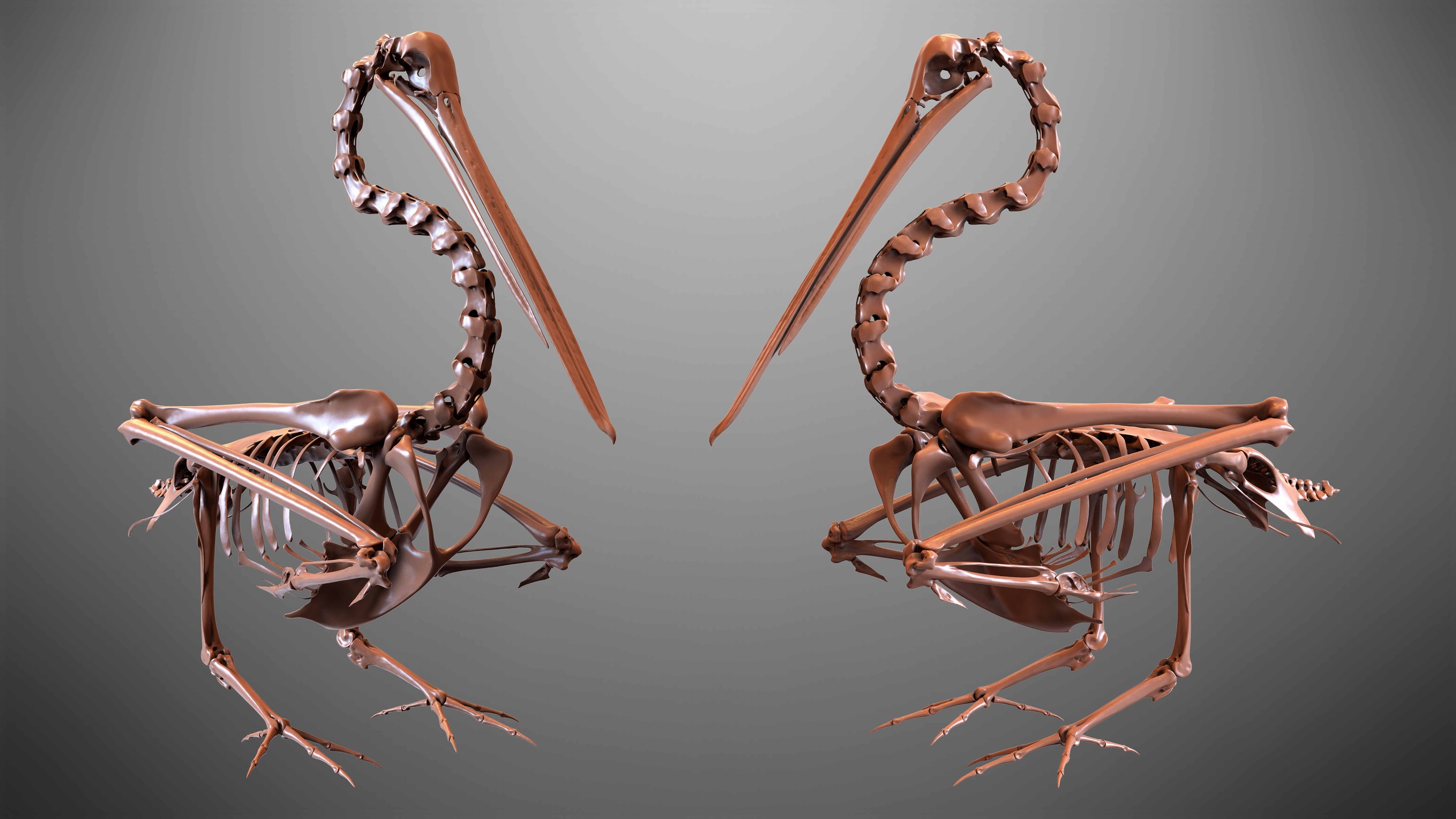 Media 1 for listing White Pelican Skeleton 3D Model