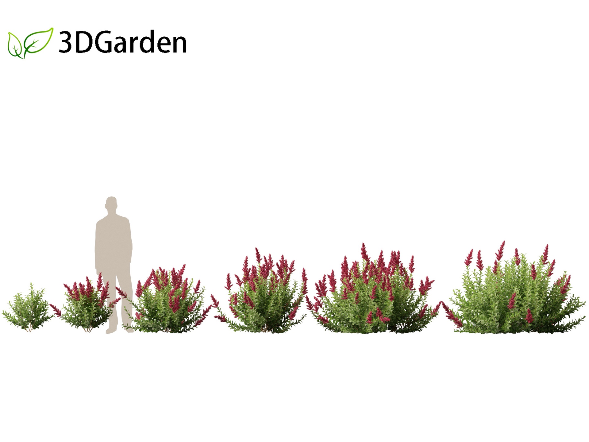 Media 1 for listing (Highpoly+Low Poly) Spiraea Douglasii – Western Spirea
