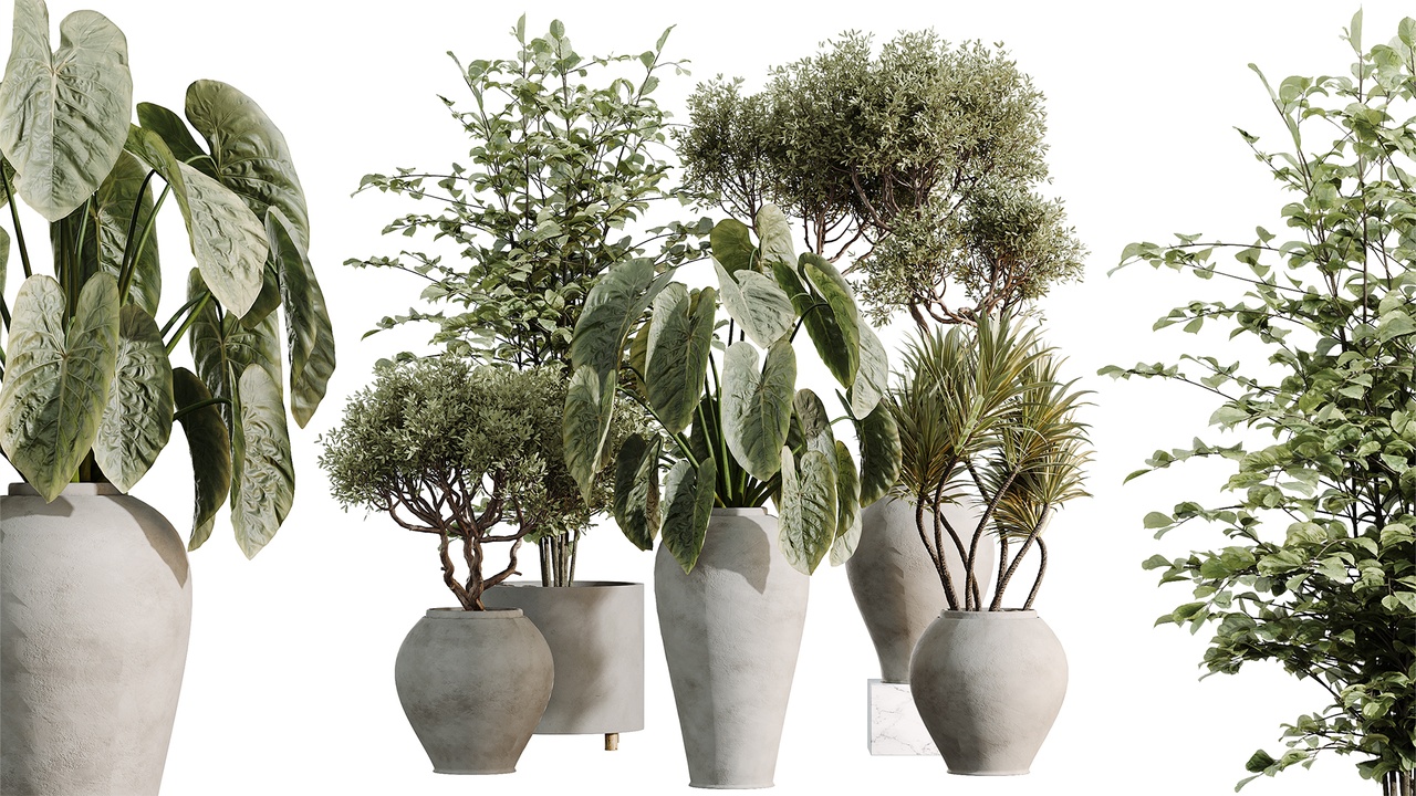 Media 1 for listing AV Indoor Plants Set 540 Olive Alnus Glutinosa Spineless Yucca Cunjevoi Alocasia