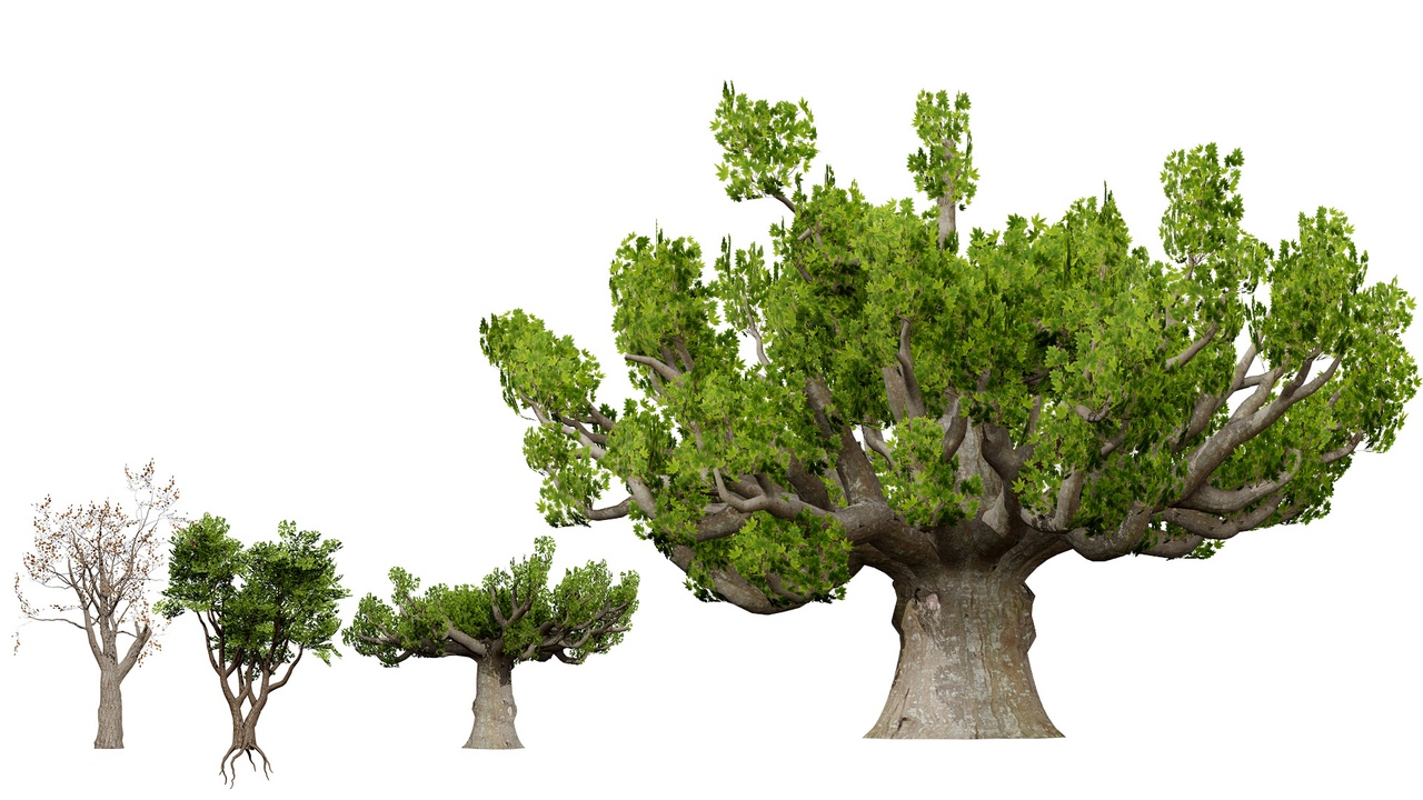 Media 1 for listing South African Sterculia Africana Trees
