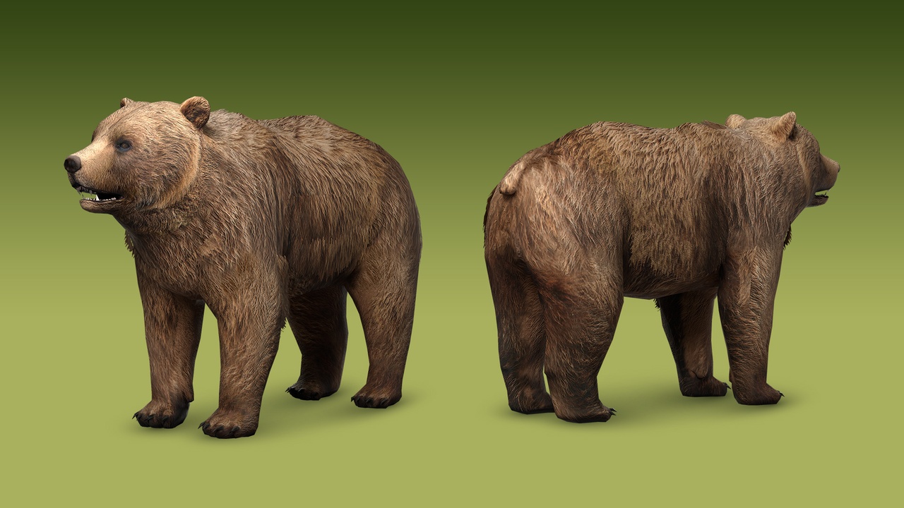Media 1 for listing Realistic Grizzly Bear 3D Model – Rigged Animated