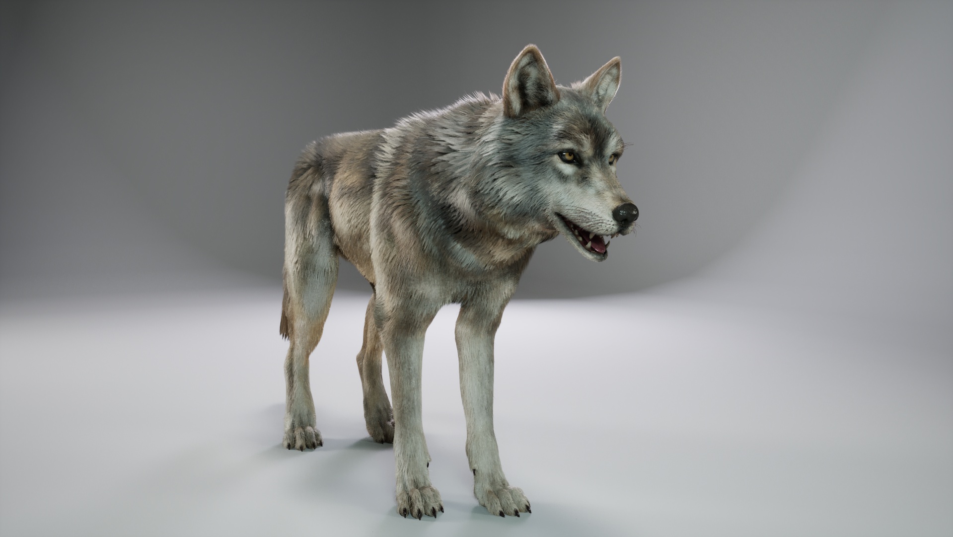 Media 1 for listing Animal Wolf (Fur-Groom)
