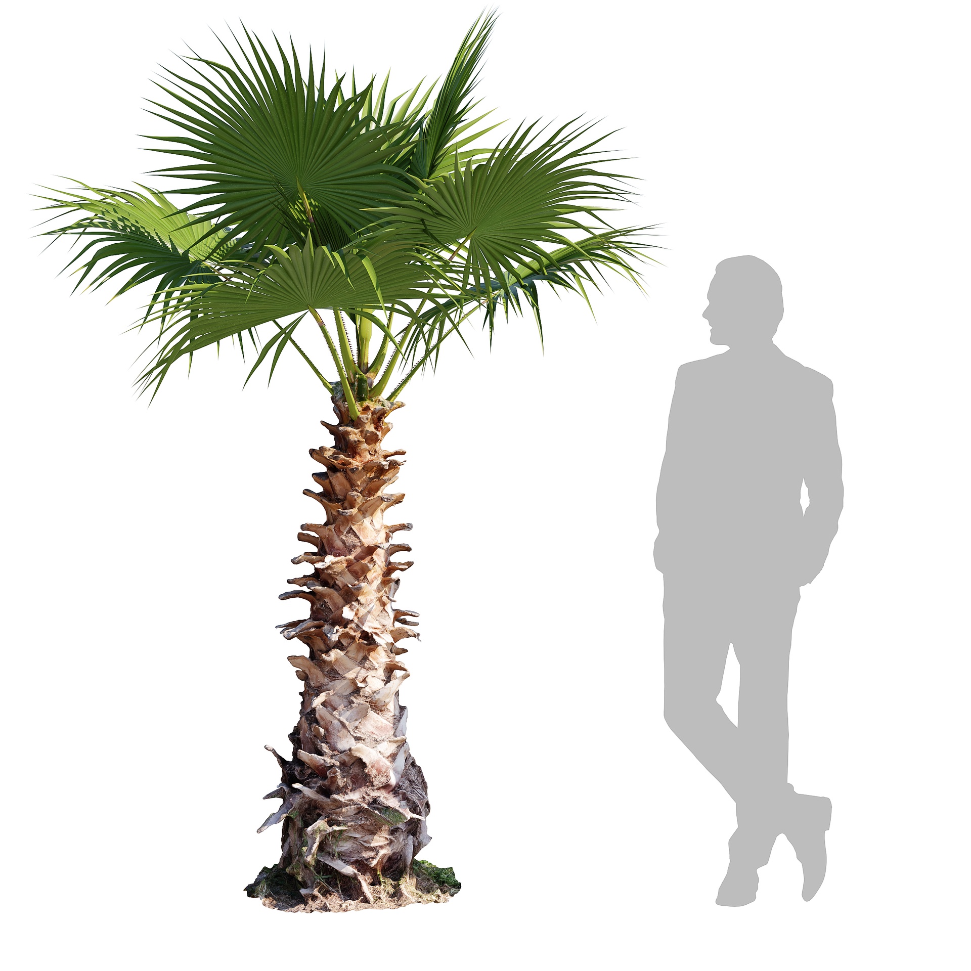 Media 1 for listing Washingtonia Robusta Palm Tree