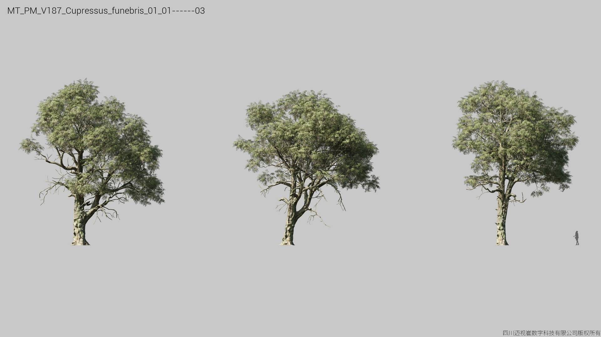 Media 1 for listing V187 Cupressus funebris 01