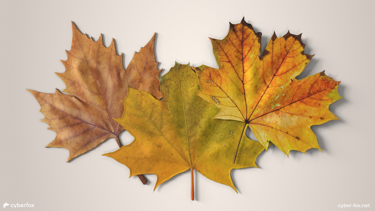 Media 1 for listing Autumn Maple Leaves