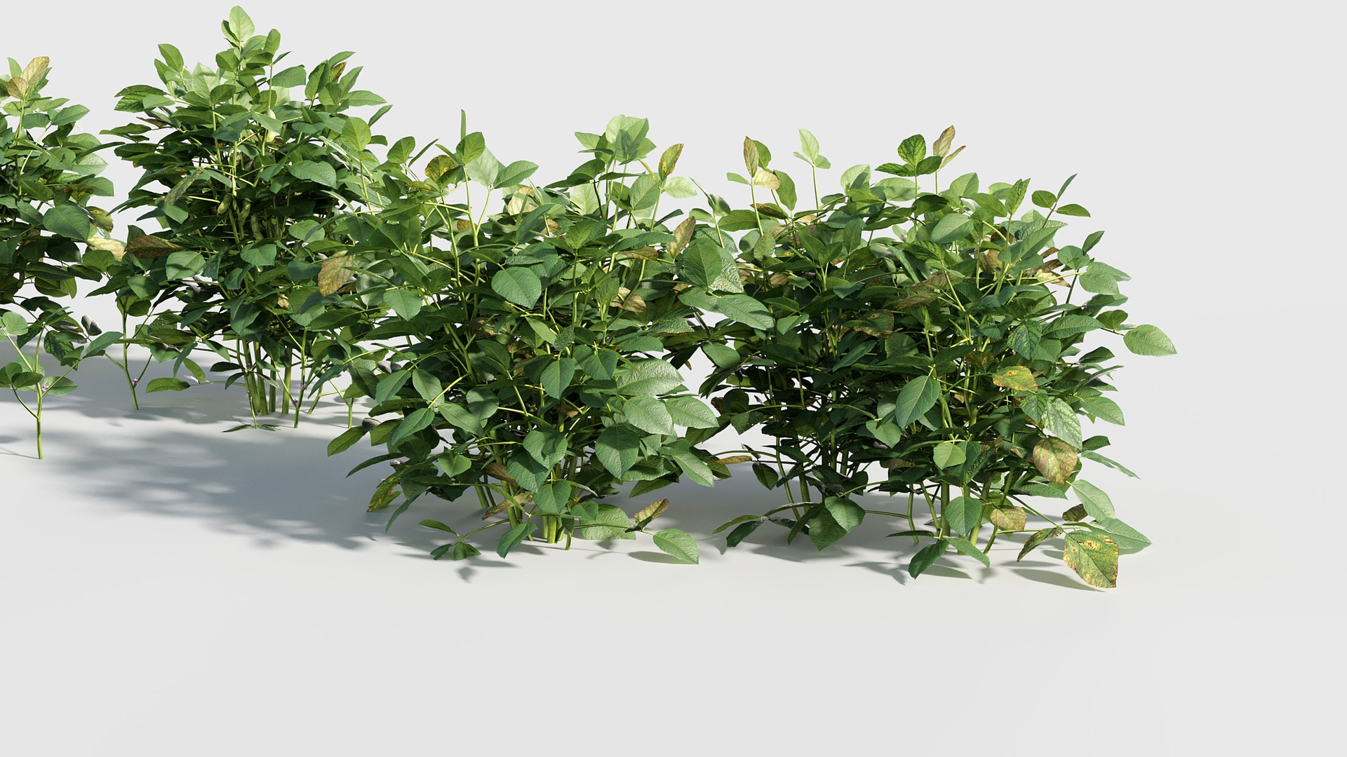 Media 1 for listing Glycine max - Soybean