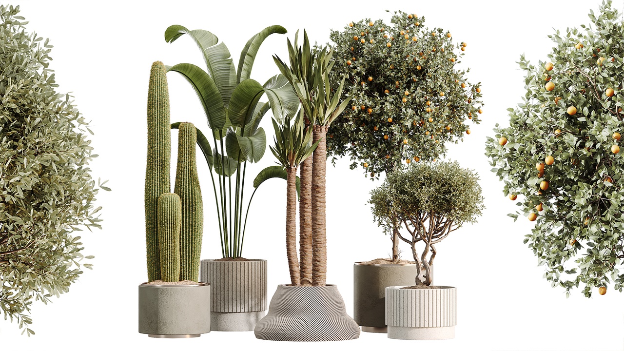 Media 1 for listing AV Indoor Plants Set 512 Olive Orange Tree Banana Cactus Echinocactus Yucca