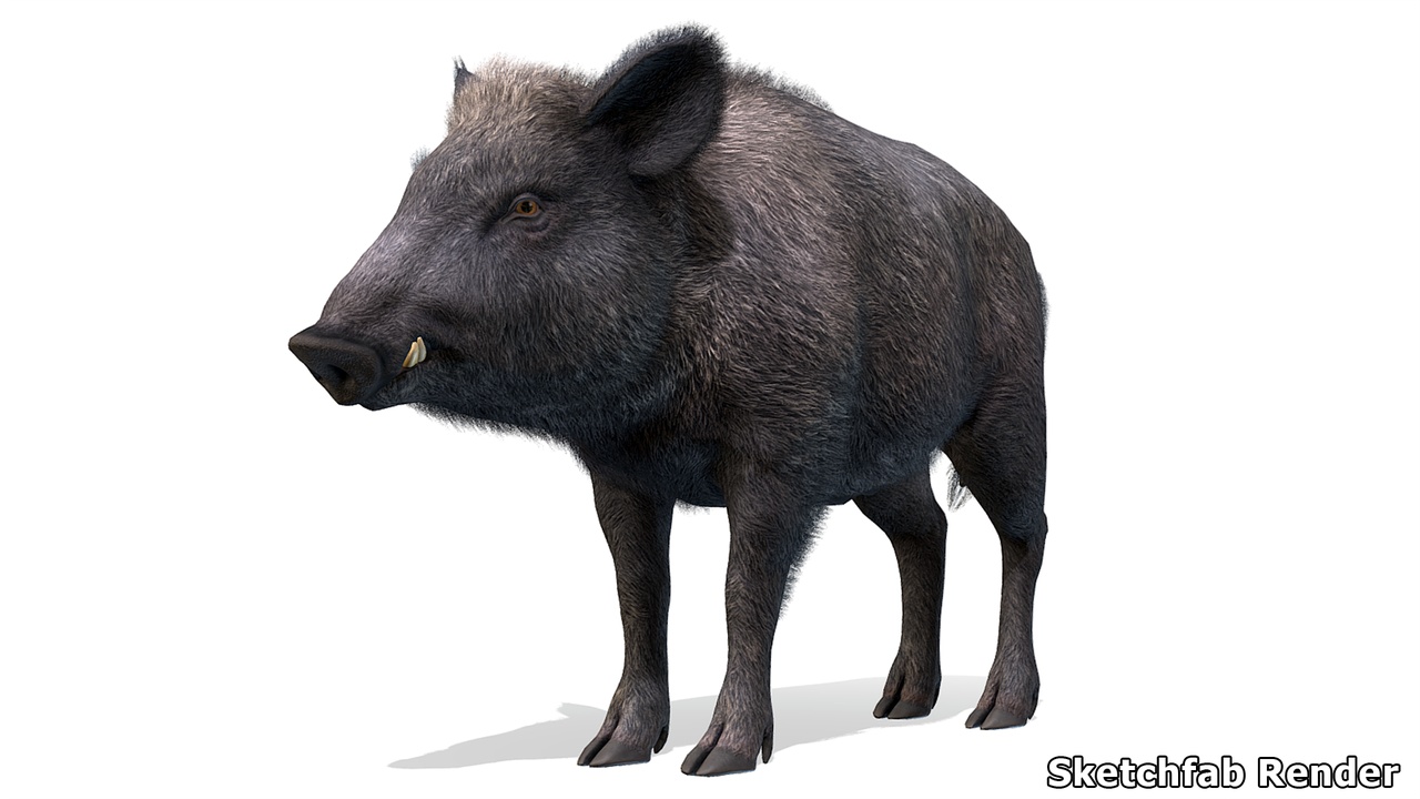 Media 1 for listing Wild Boar - Female