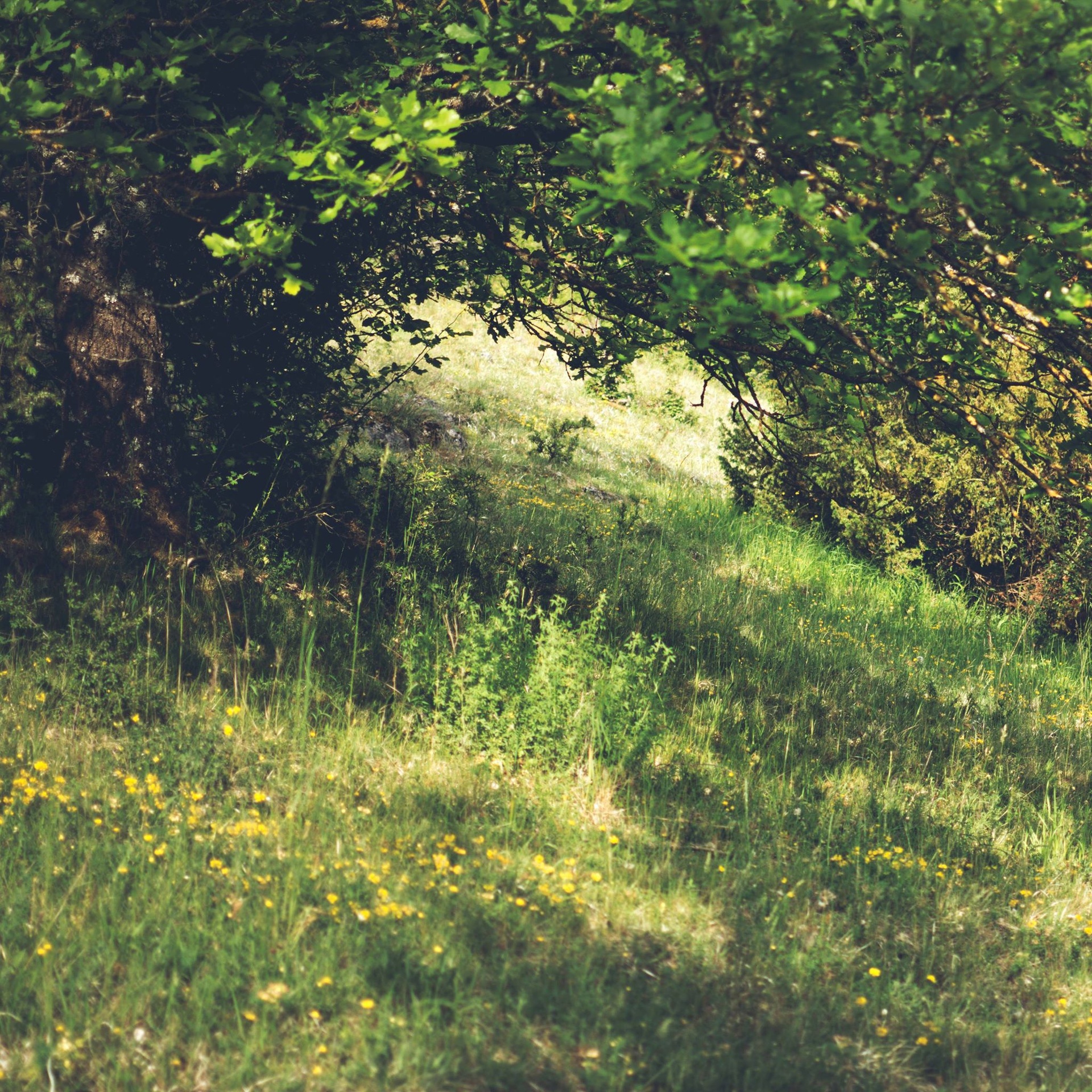 Media 1 for listing Springtime Woods