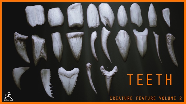 ZERO 別冊　歯牙形態 Natural Tooth Morphology 美品 歯牙形態 (歯科技工士のための専門情報誌「ZERO」別冊) | 脇田太