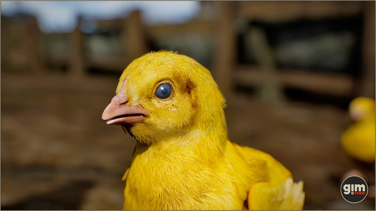 File multimediali per l'articolo Animalia - Chicken (young): 1