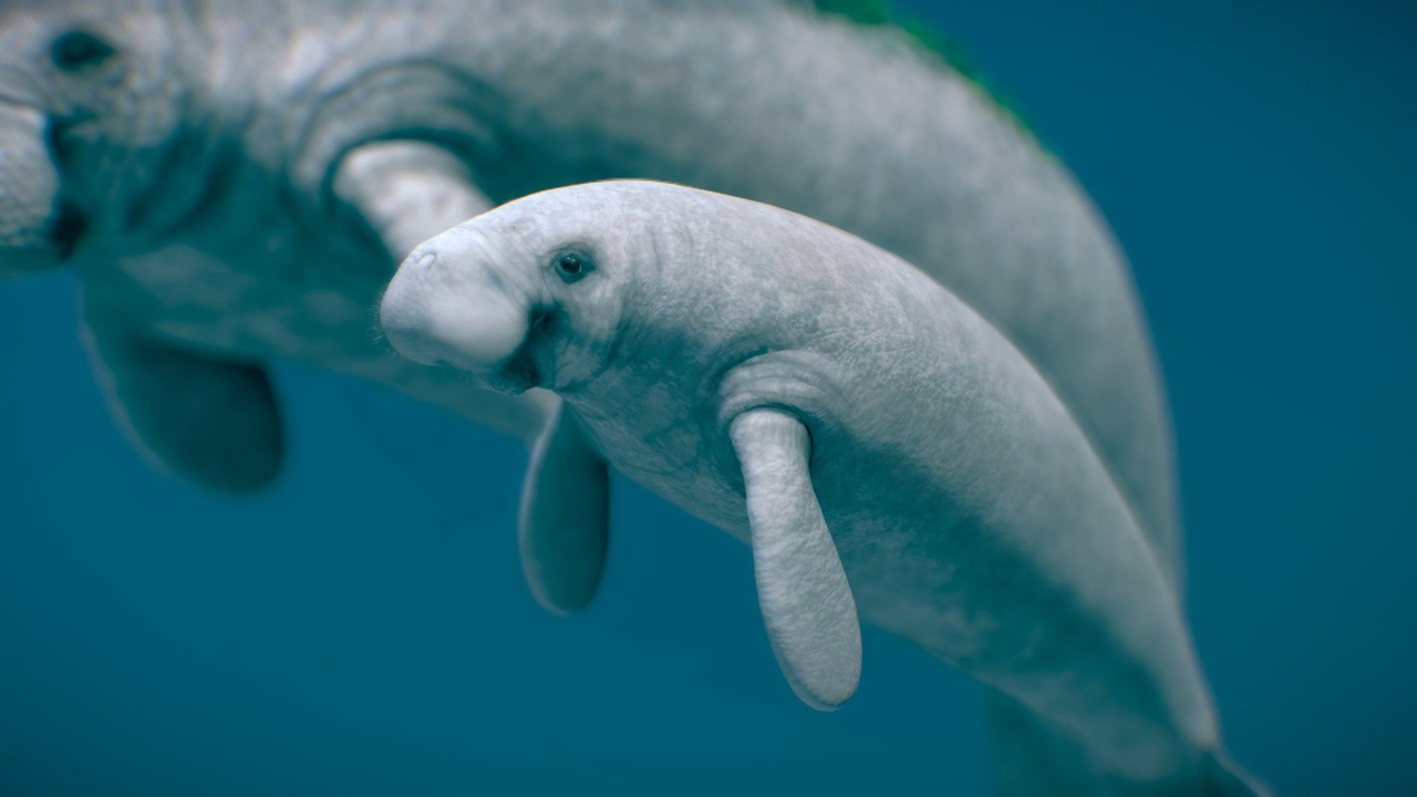 West Indian Manatee ( Mother and baby ) 제품 등록을 위한 미디어 1개