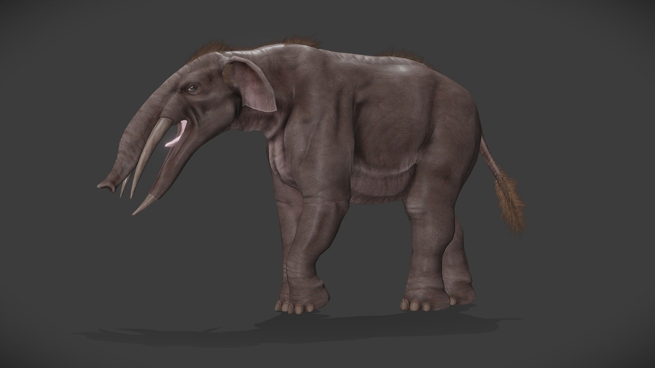 Media 1 for listing Gomphotherium Augustidens