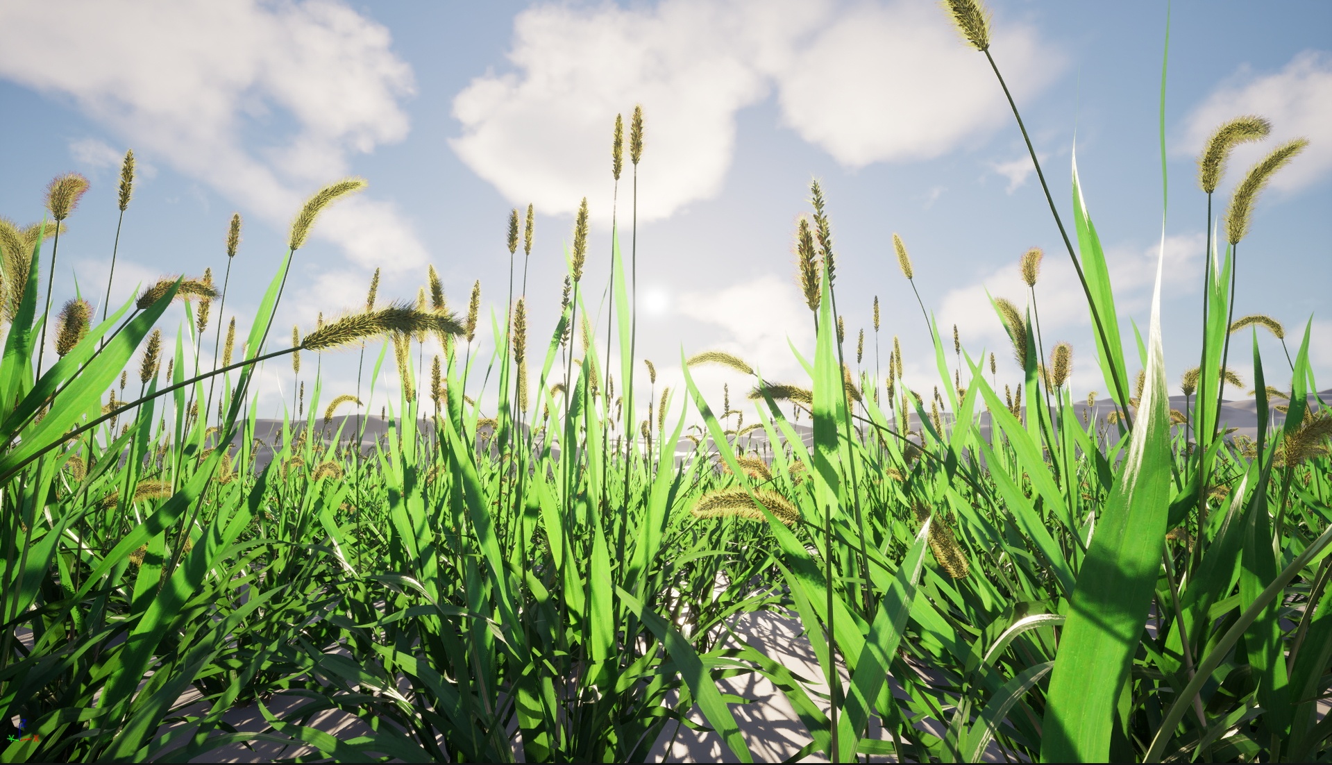 Media 1 for listing Nanite WInd Grass - Setaria viridis - Green foxtai