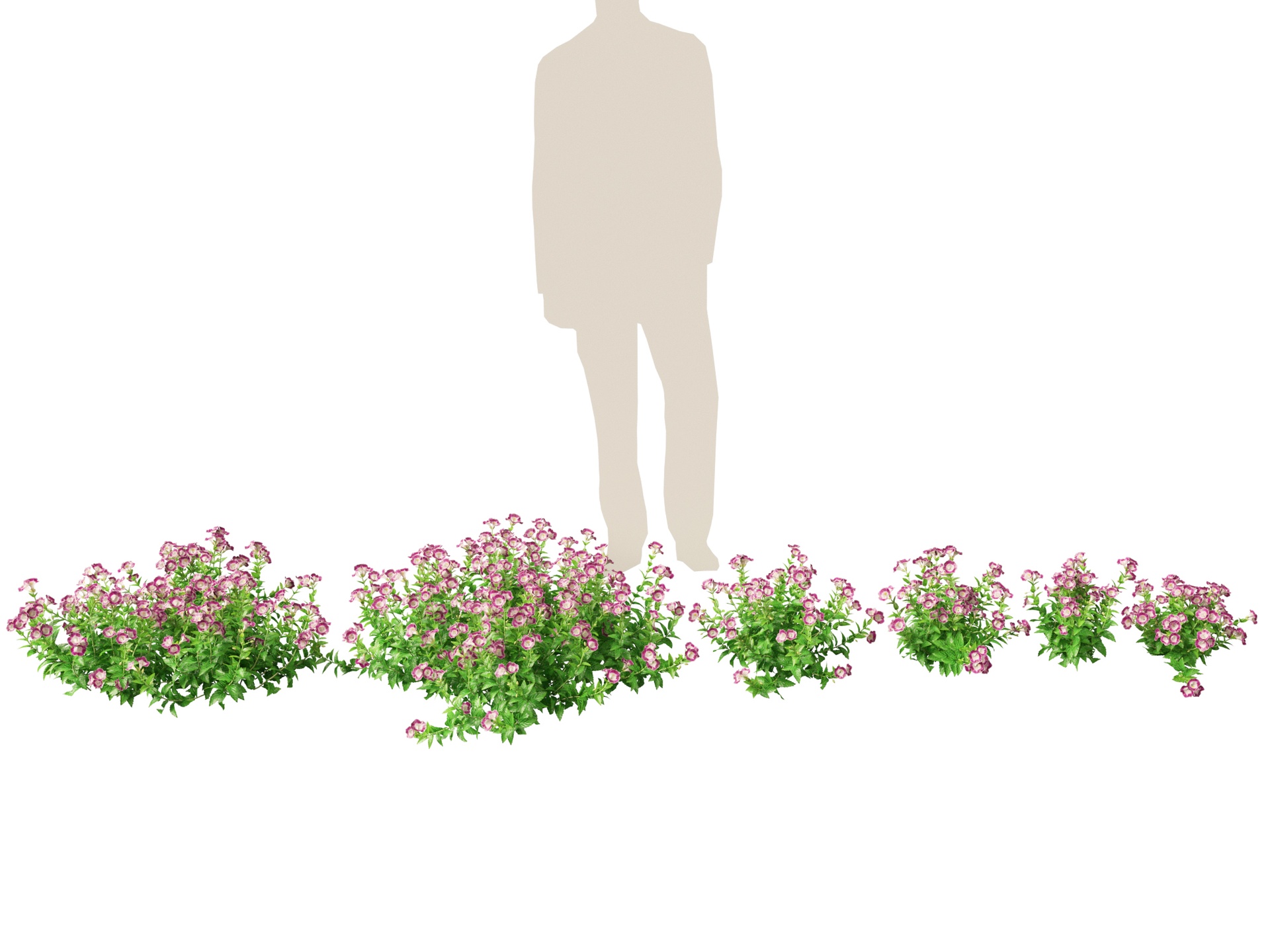 Media 1 for listing (Highpoly+Low Poly) Torenia Fournieri - Wishbone Flower