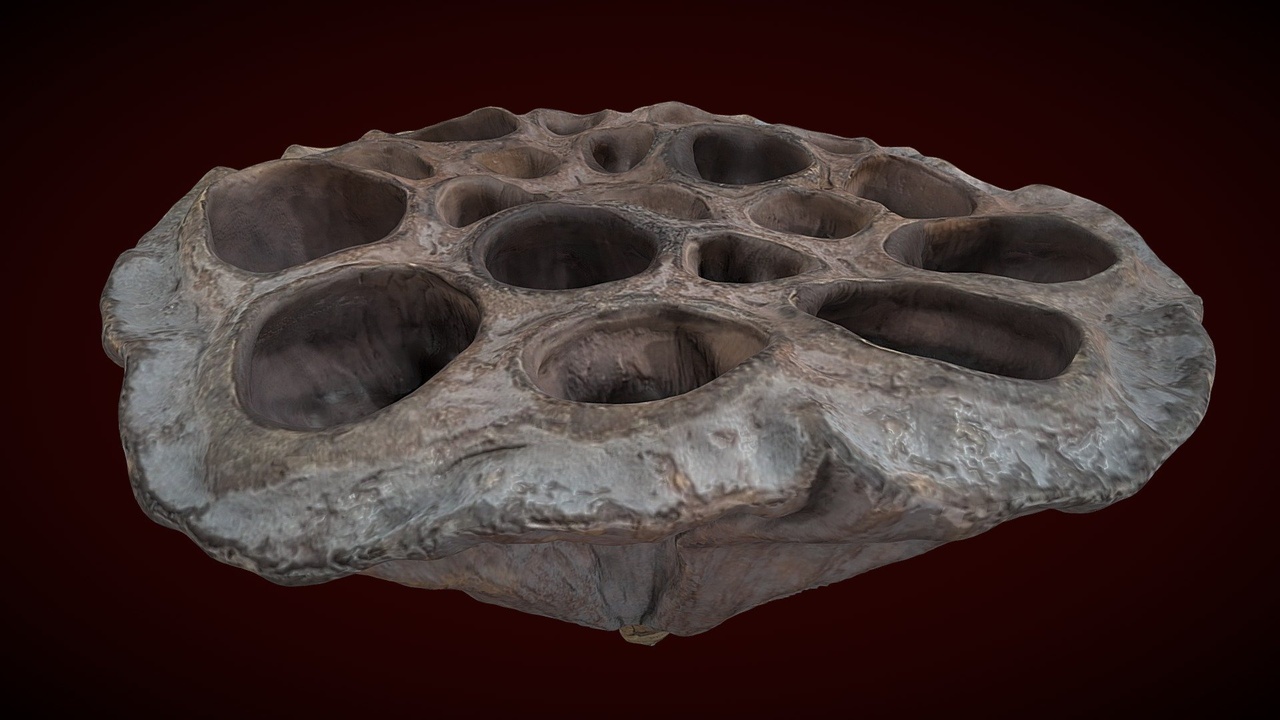 Media 1 for listing Lotus Seed Pod
