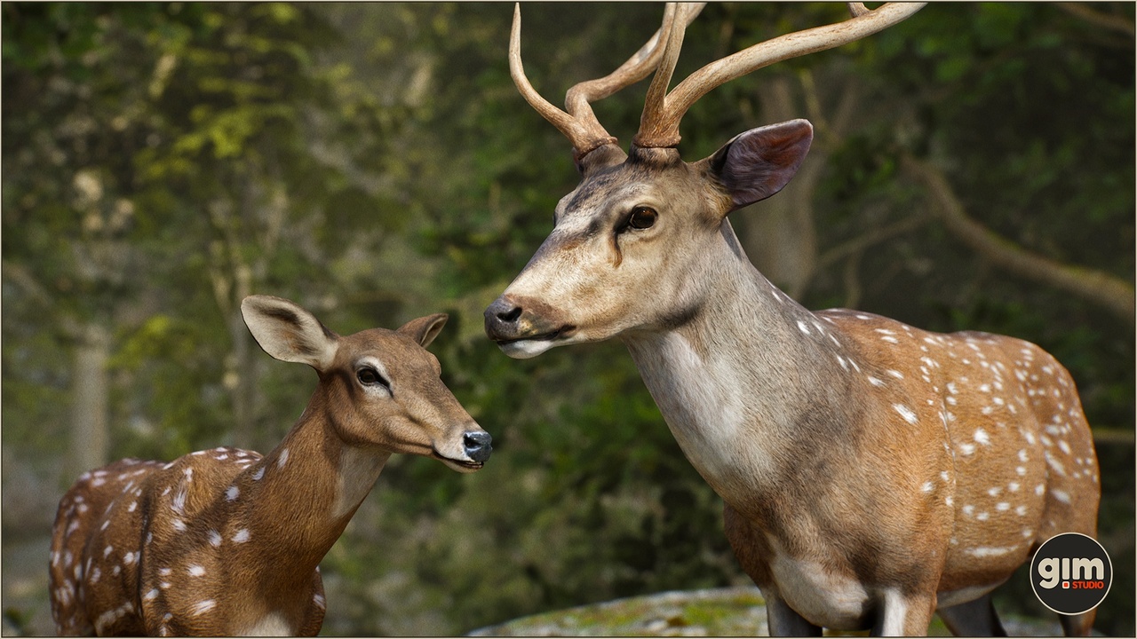 Medium 1 für Eintrag Animalia - Chital (pack)