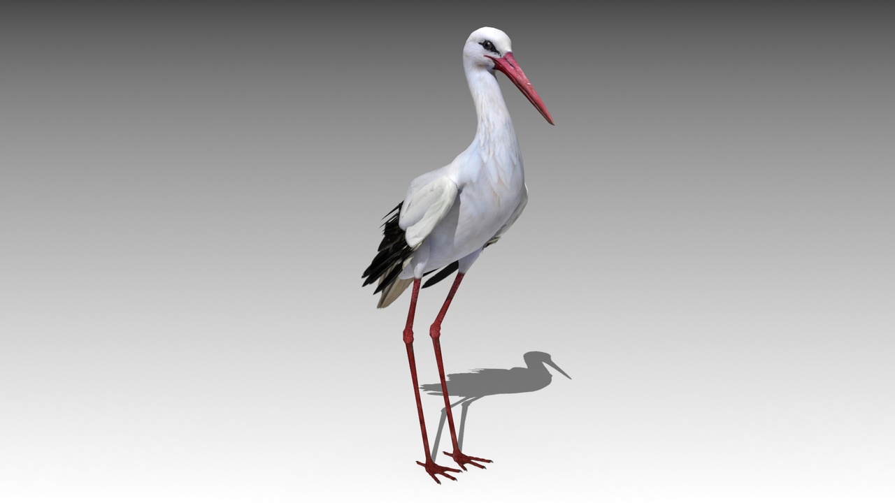 Media 1 for listing White stork