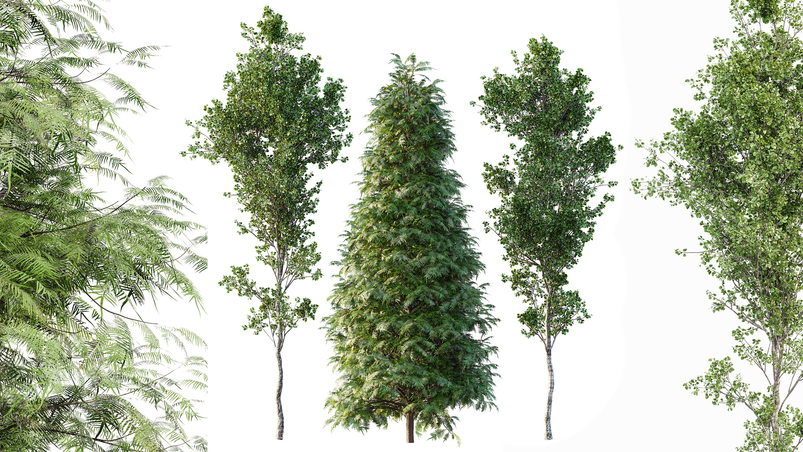 Media 1 for listing AV Metasequoia glyptostroboides and Birch 3 trees