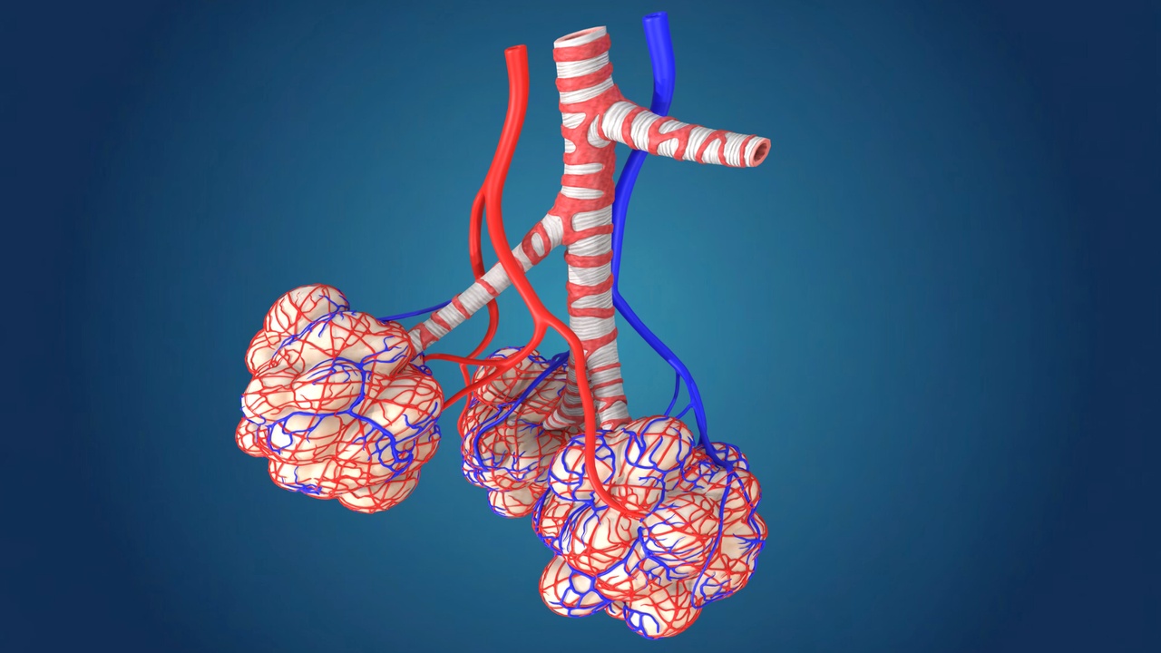Media 1 for listing Human Alveoli and Respiratory System (3D Model)