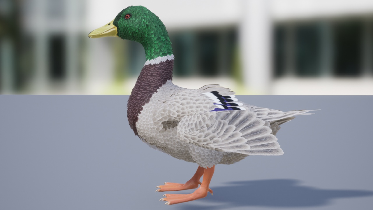 Media 1 for listing Duck basic