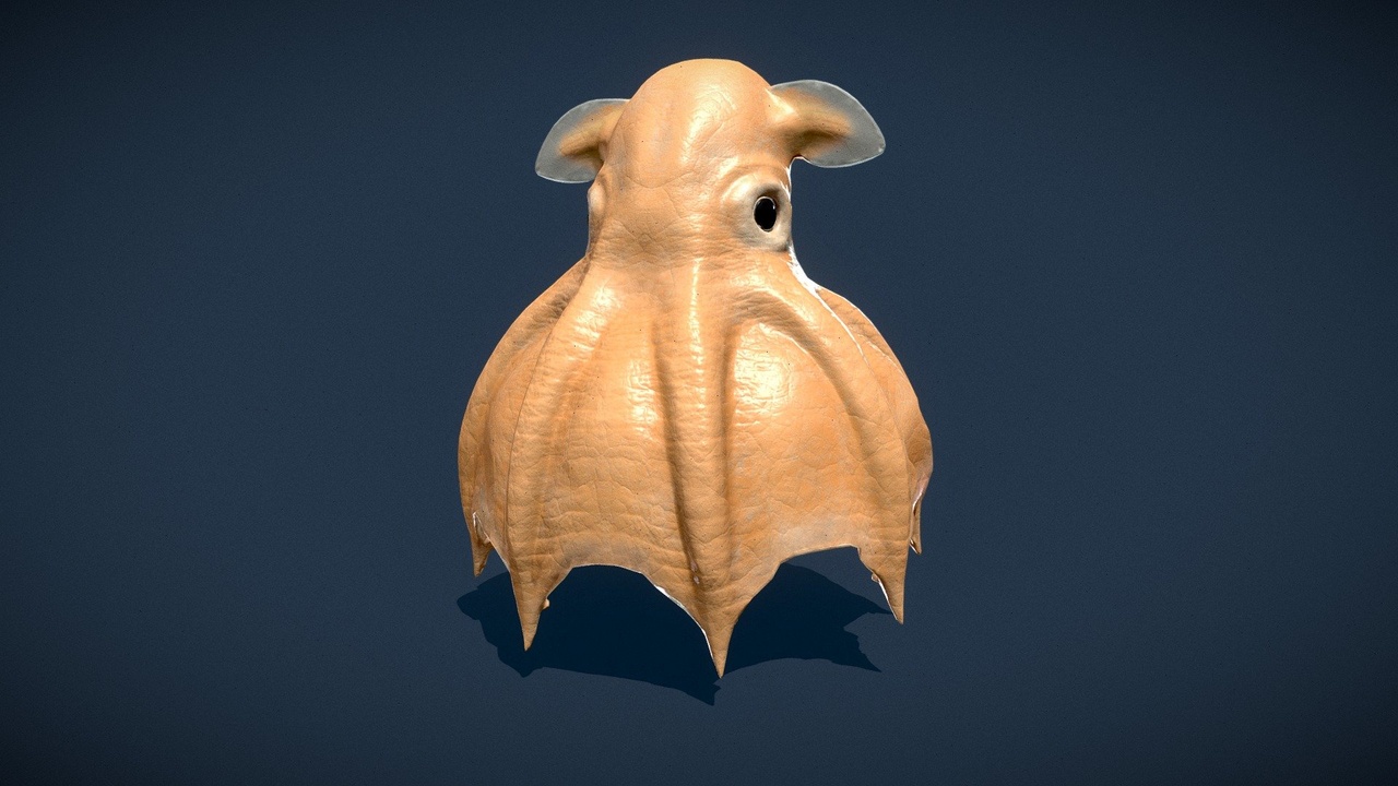 Media 1 for listing Dumbo Octopus | Grimpoteuthis