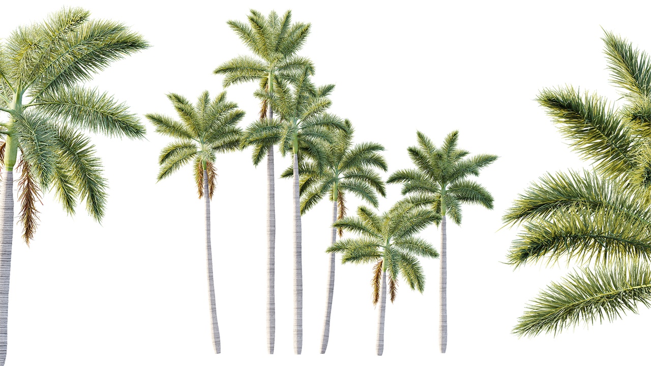 Media 1 for listing AV Plant Roystonea Regia Palm Tree 01