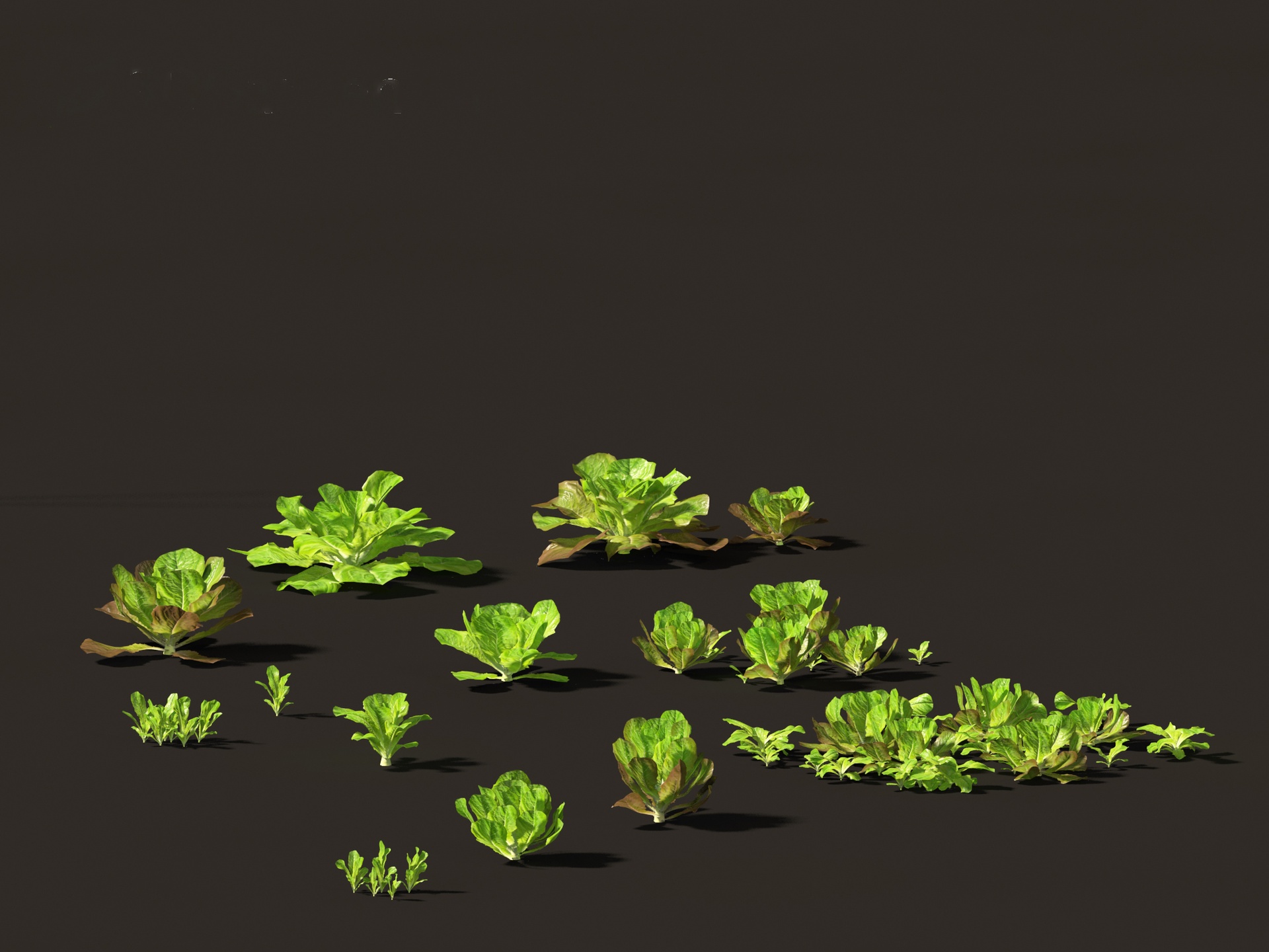 Media 1 for listing Lactuca sativa - Lettuce