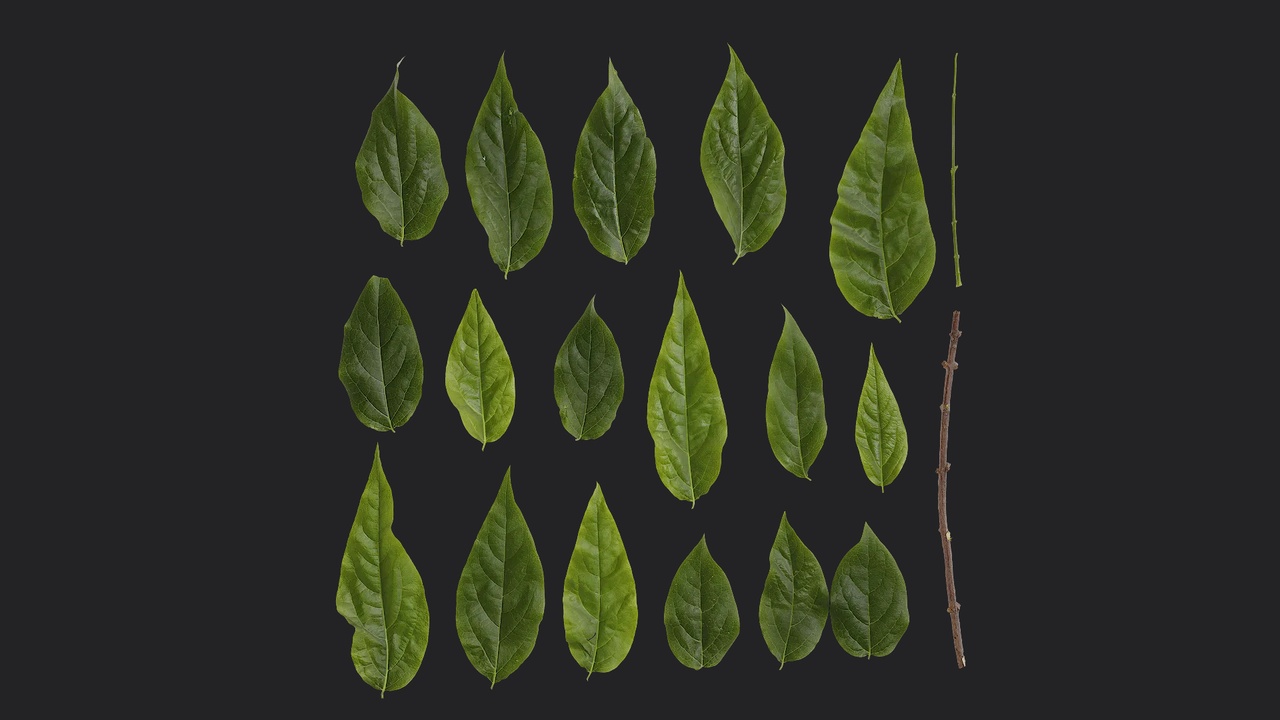 Media 1 for listing Chimonanthus praecox Leaf 07