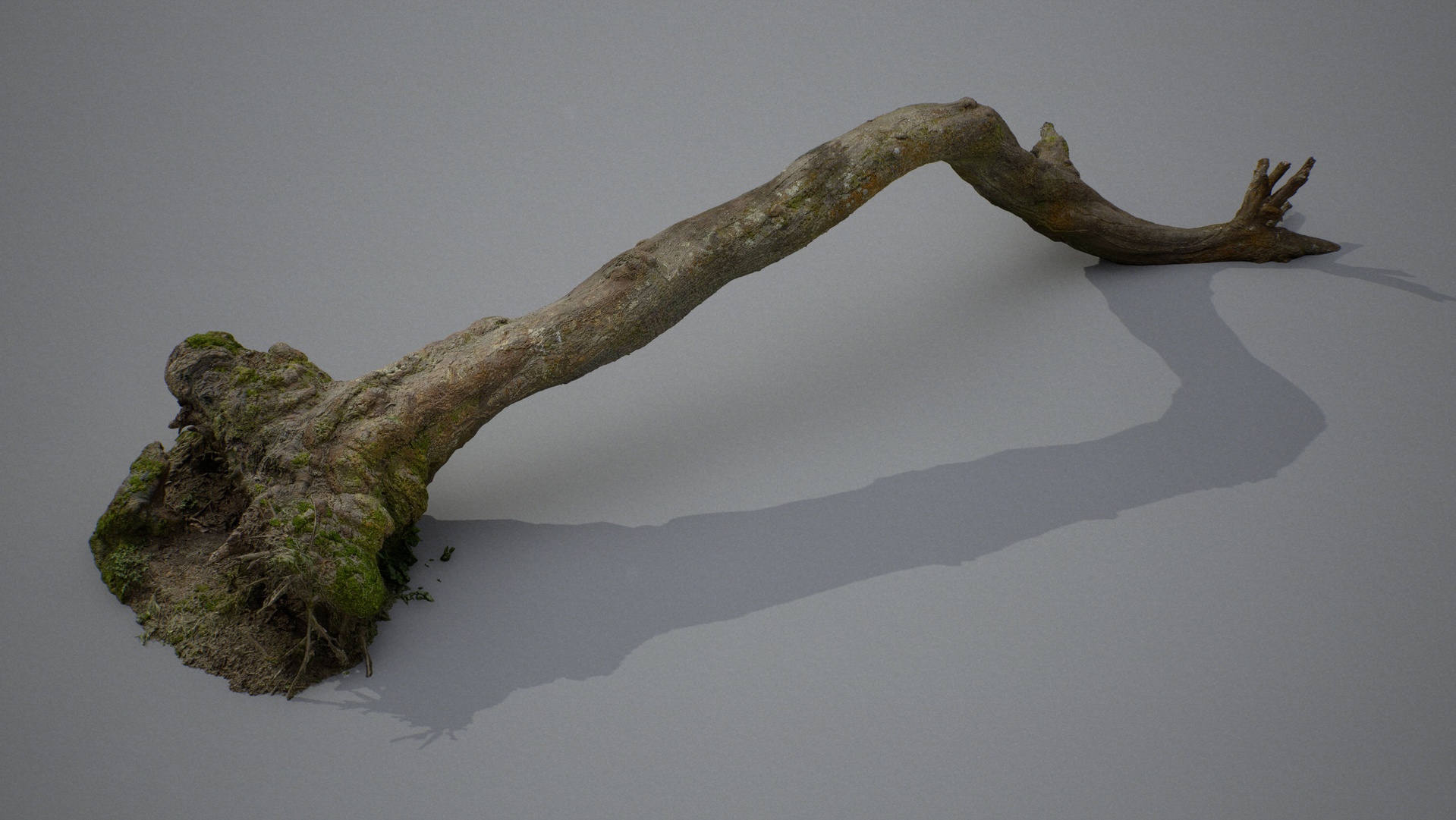 Medium 1 für Eintrag Fallen Tree Trunk 001